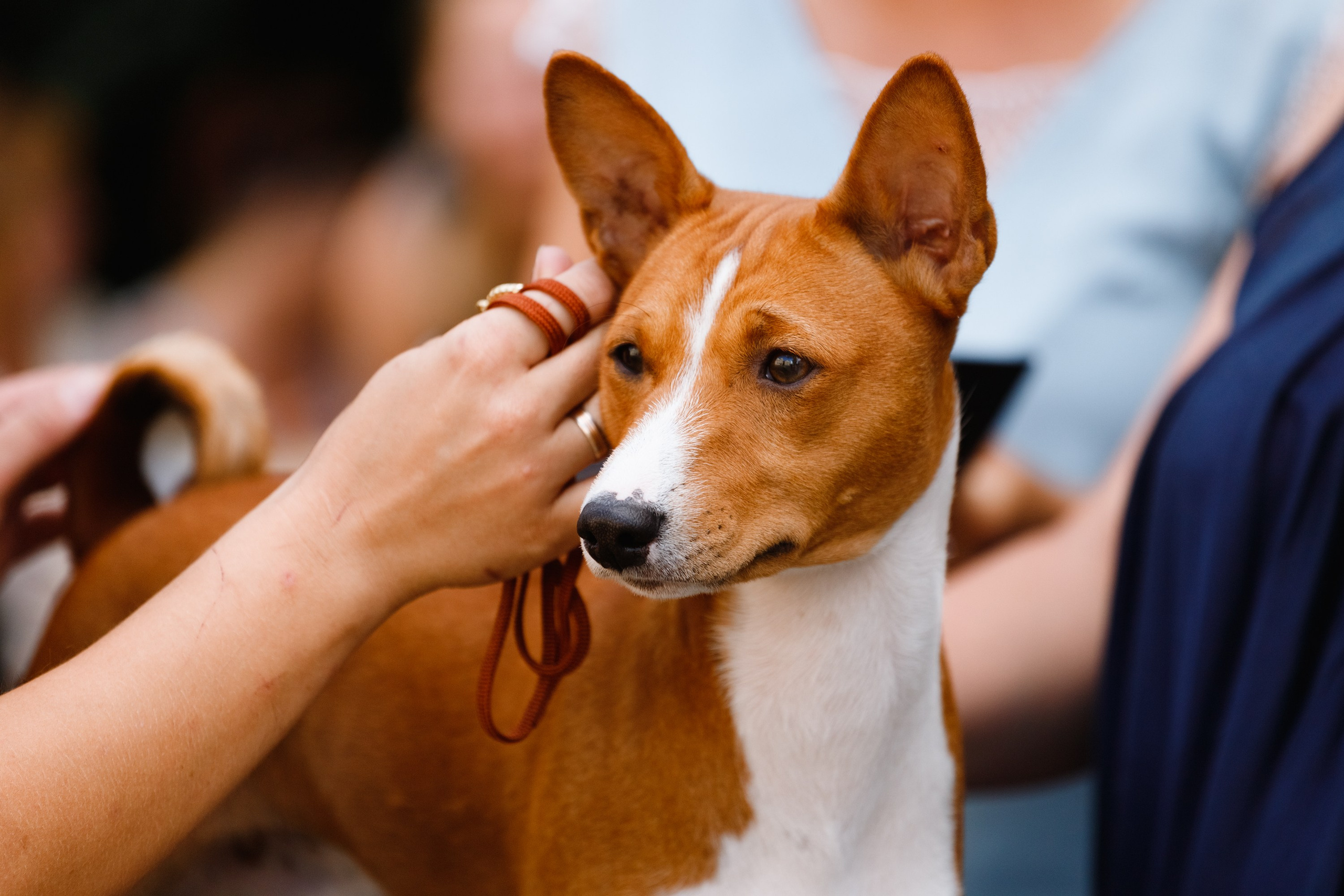 «Argus» dog show in Brest. Kaja | fotograf we Wrocławiu | ludzie i psy