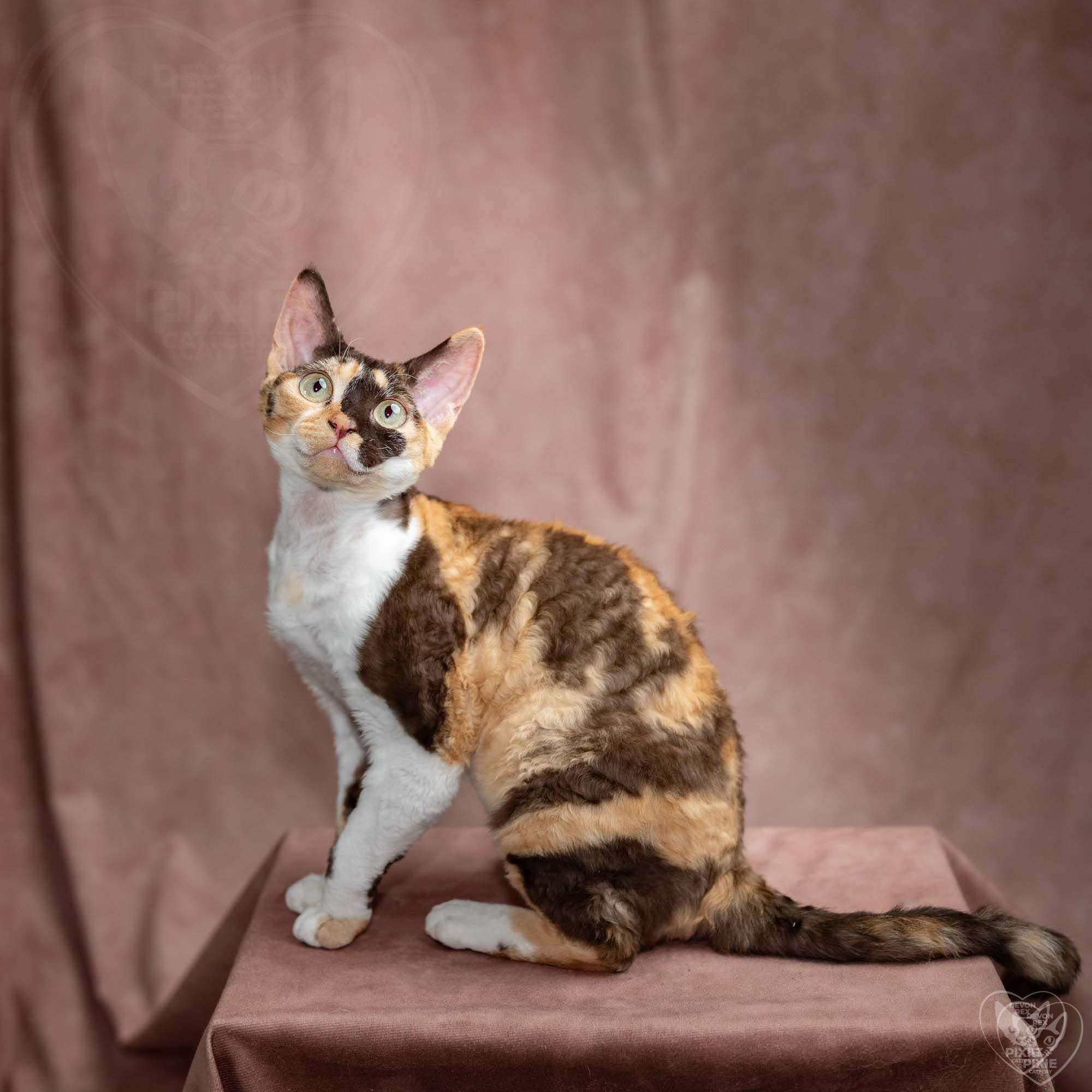 Dottie, girl, born on 06.06.24 NOT AVAILABLE. Devon Rex Pixie Cattery