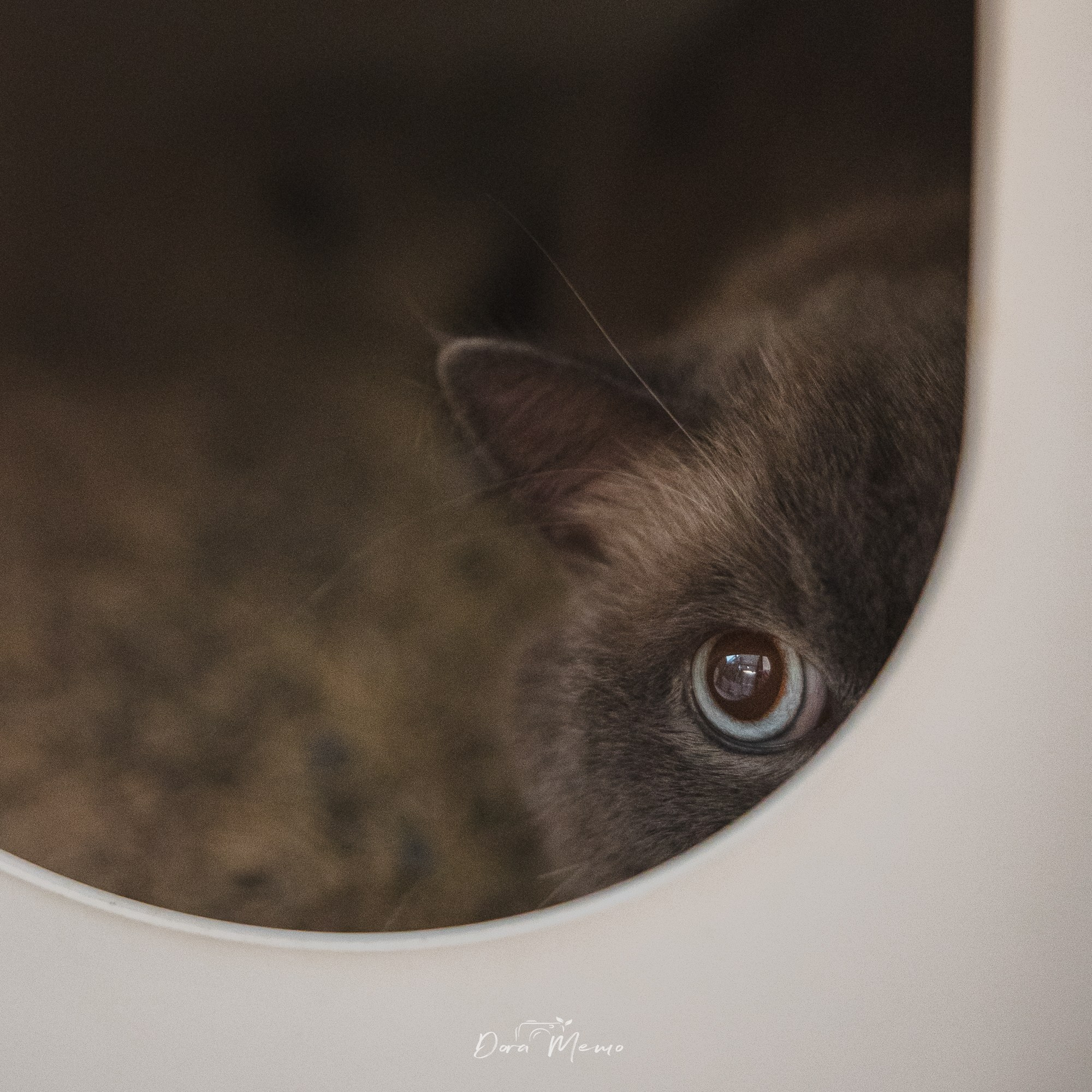  A British Shorthair cat peeks out from a round hiding place, showing one bright eye in a quiet home detail.