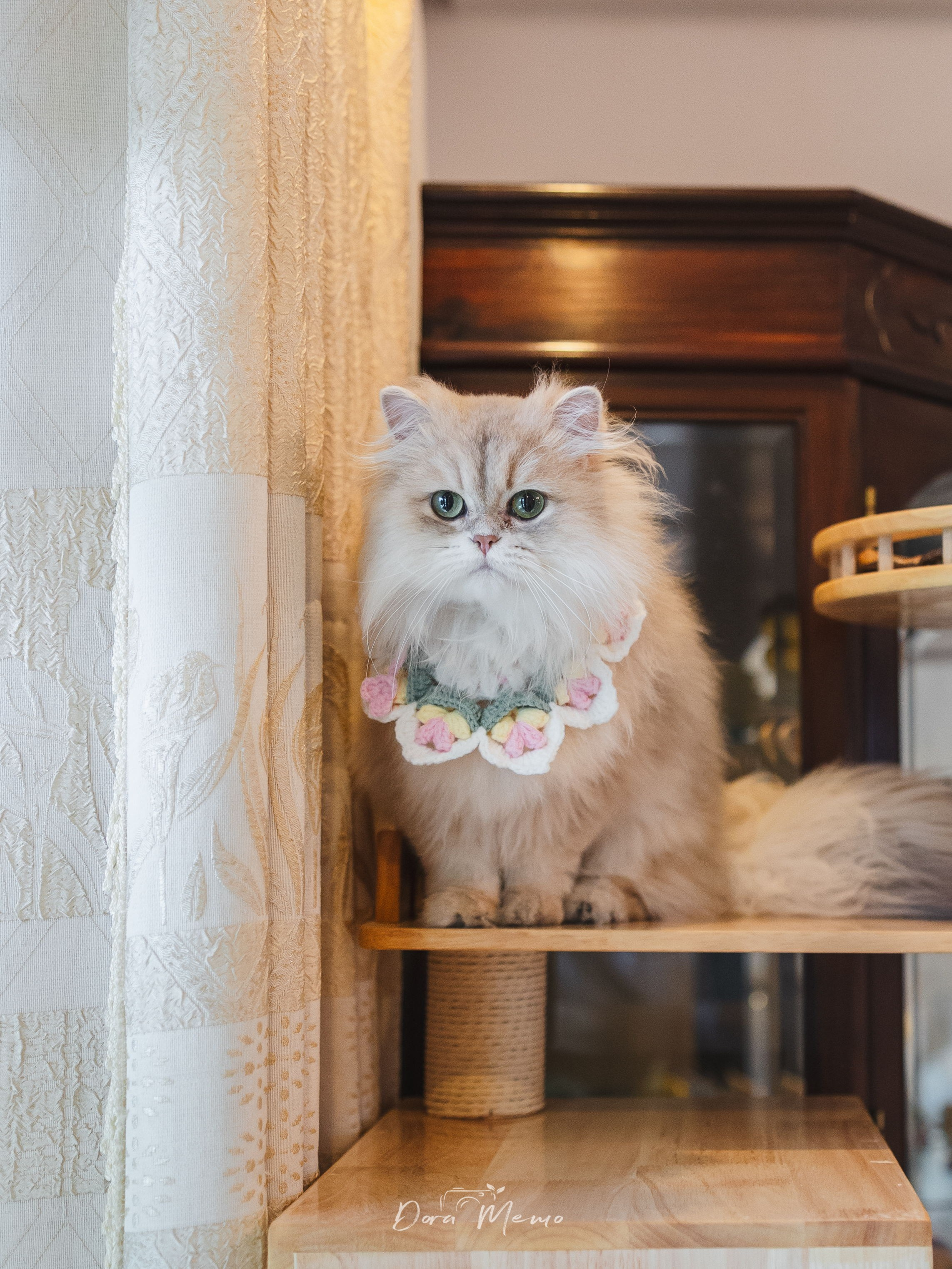Shanghai Pet Family Photography | A Cat’s First Birthday at Home
