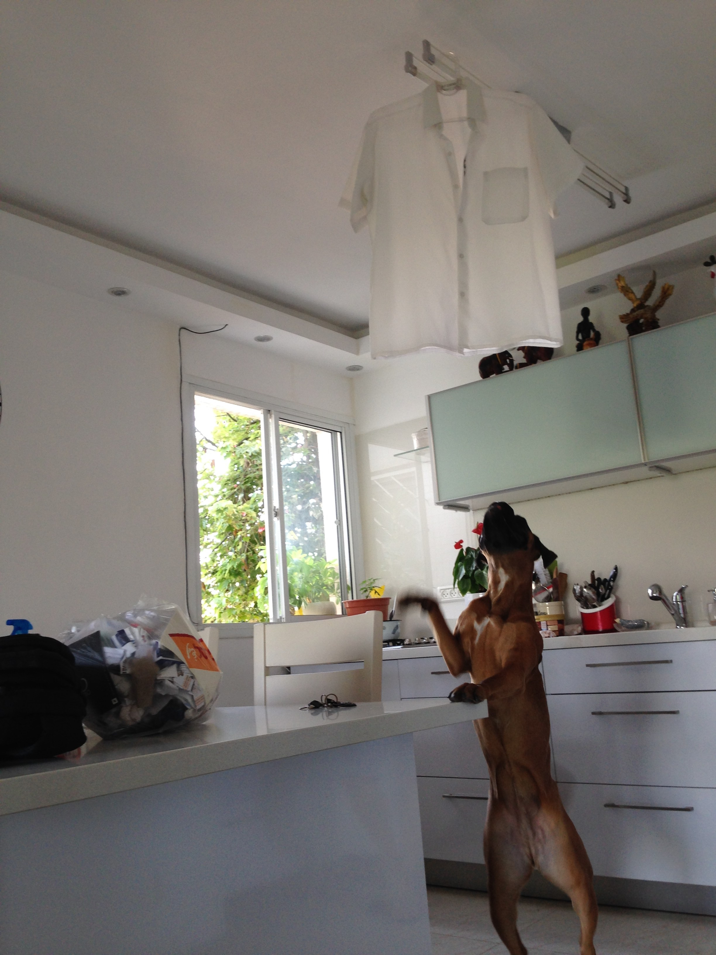 My ״Star״ Boxer Dog