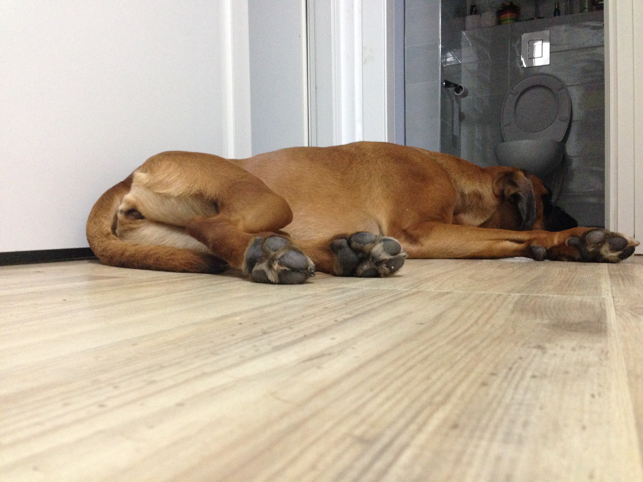 My ״Star״ Boxer Dog