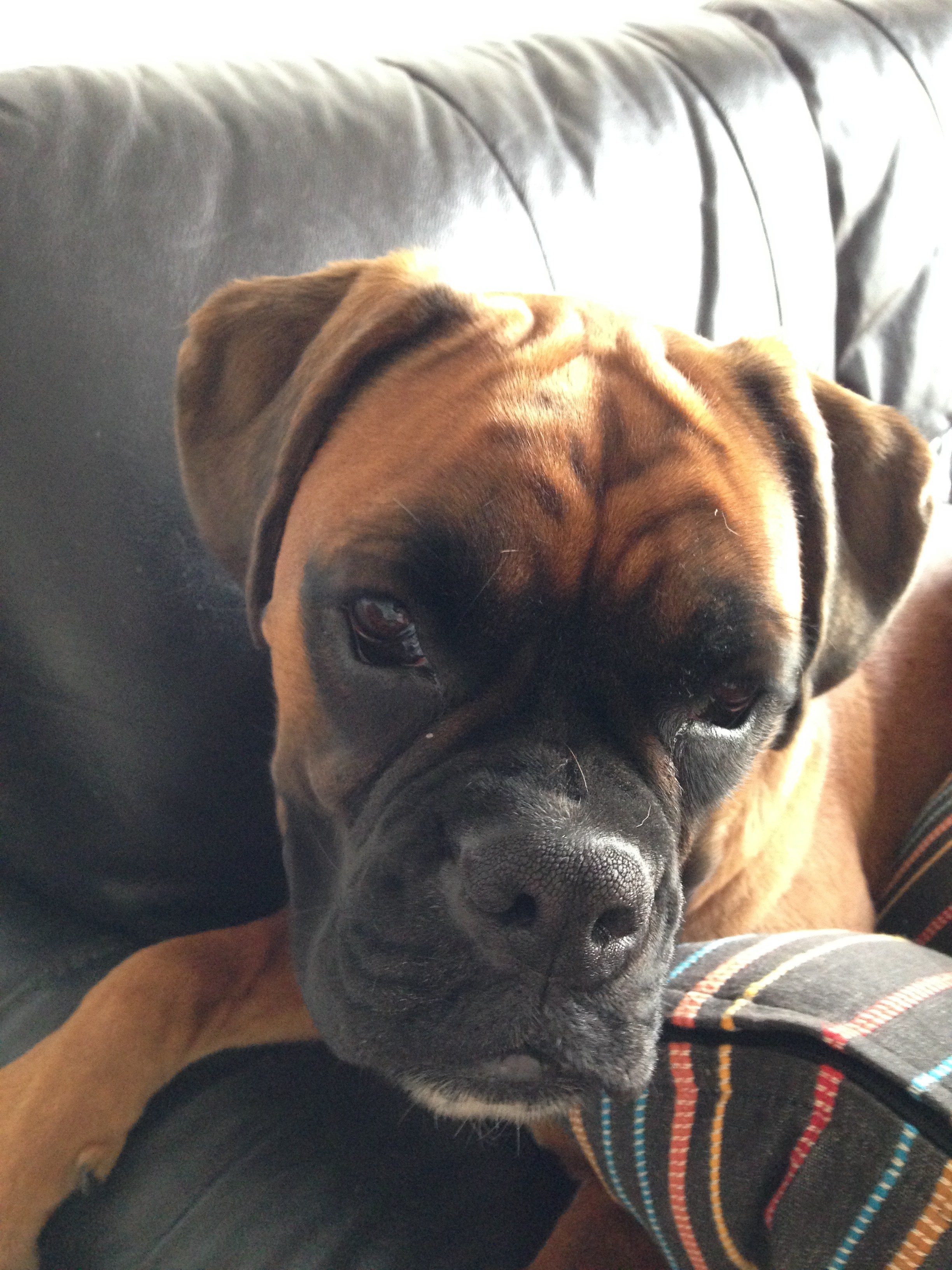 My ״Star״ Boxer Dog