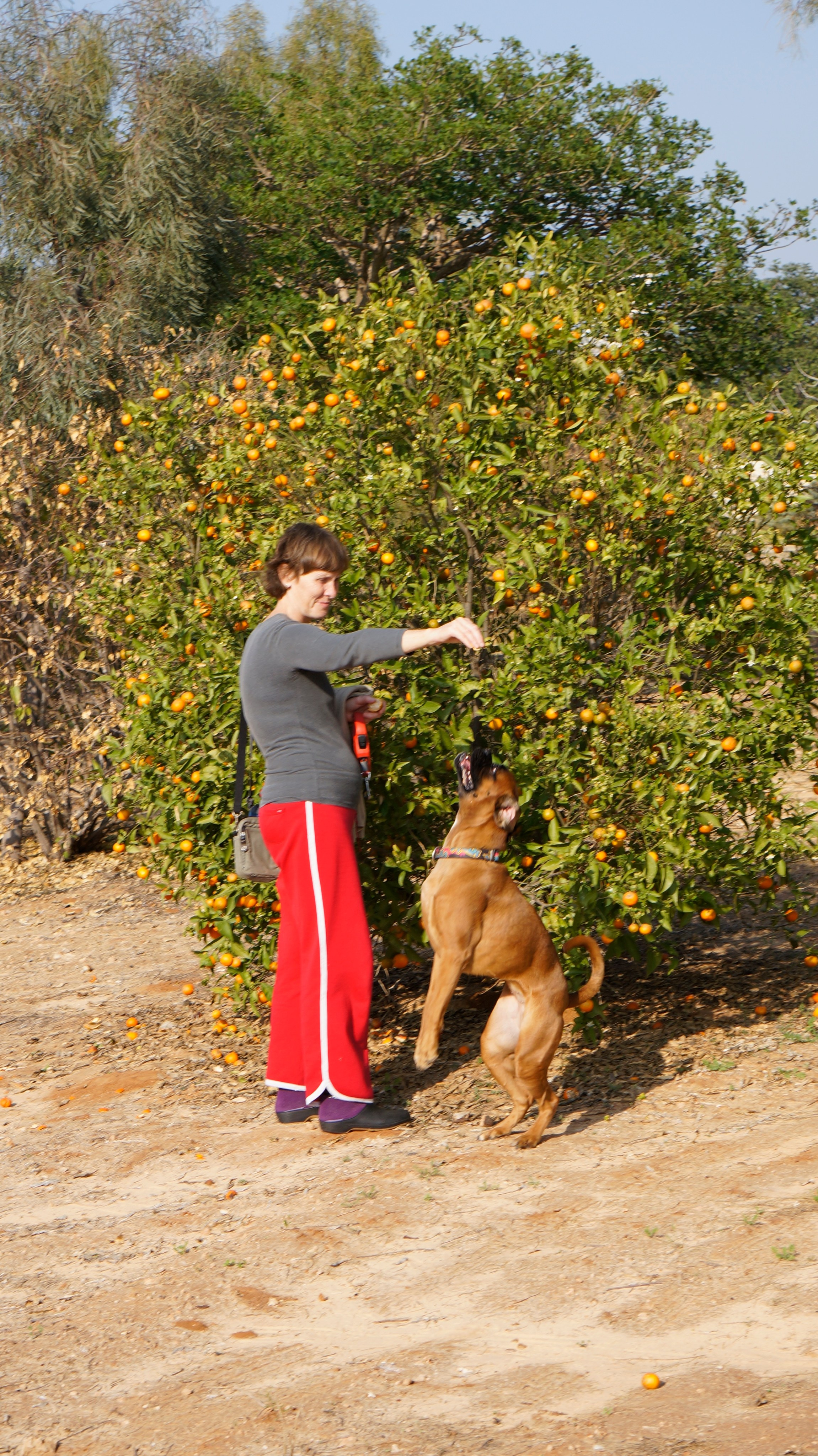 My ״Star״ Boxer Dog