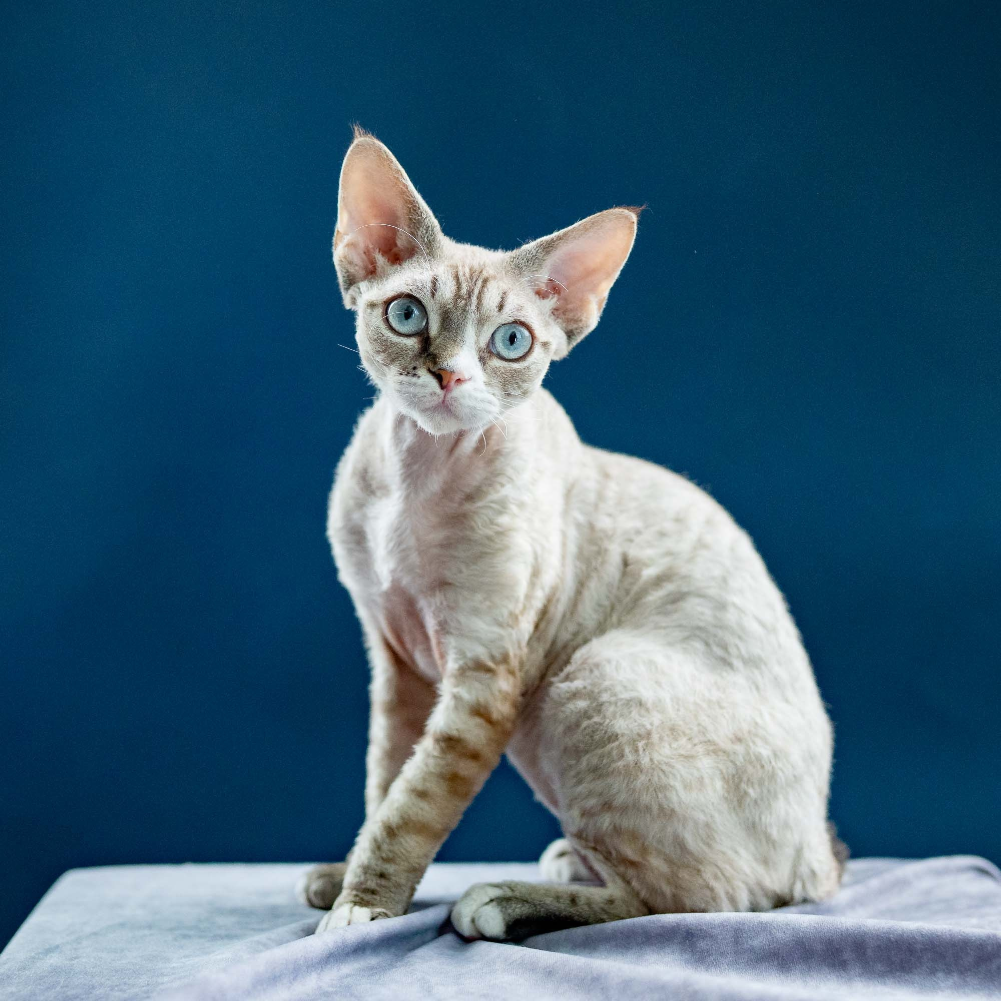 Fuzzy, boy, born on 01.01.25. Devon Rex Pixie Cattery