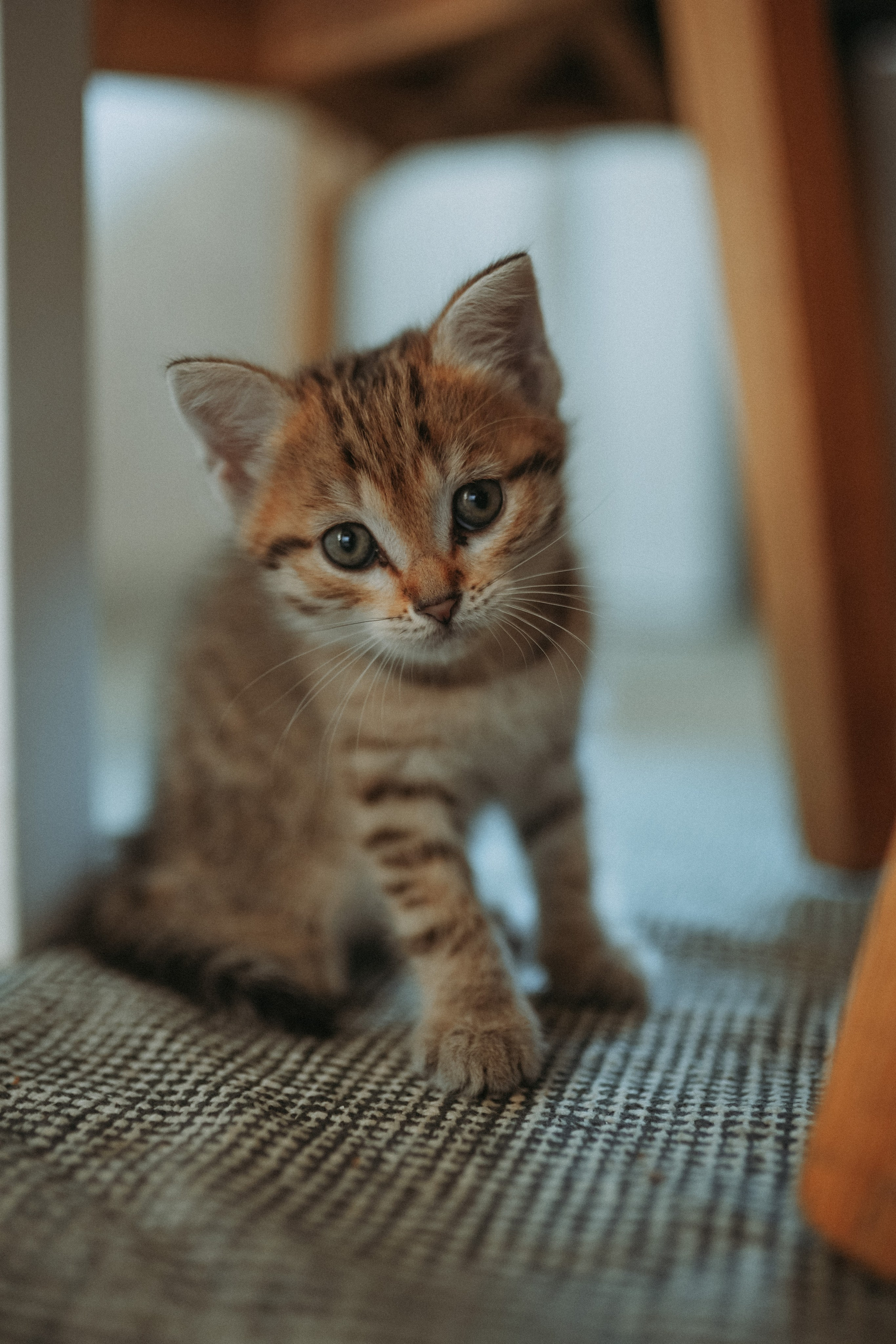 Кот шпедингера. Стрит-фотография, полная абсурда, идиотизма и красоты