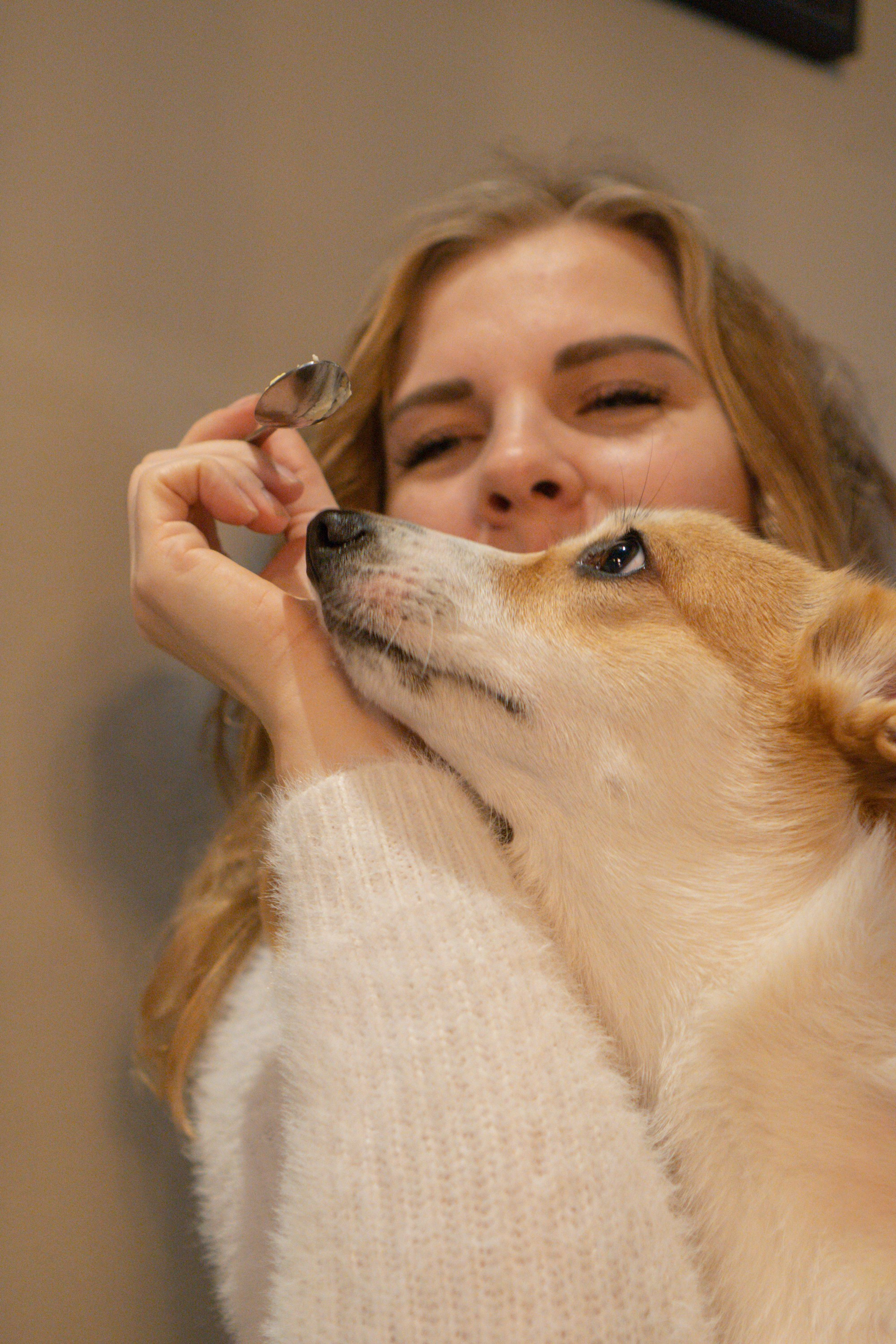 Maarika, Jegor and their Luna, Pembroke Welsh Corgi. Kat Laisaar — Pet photographer in Tallinn
