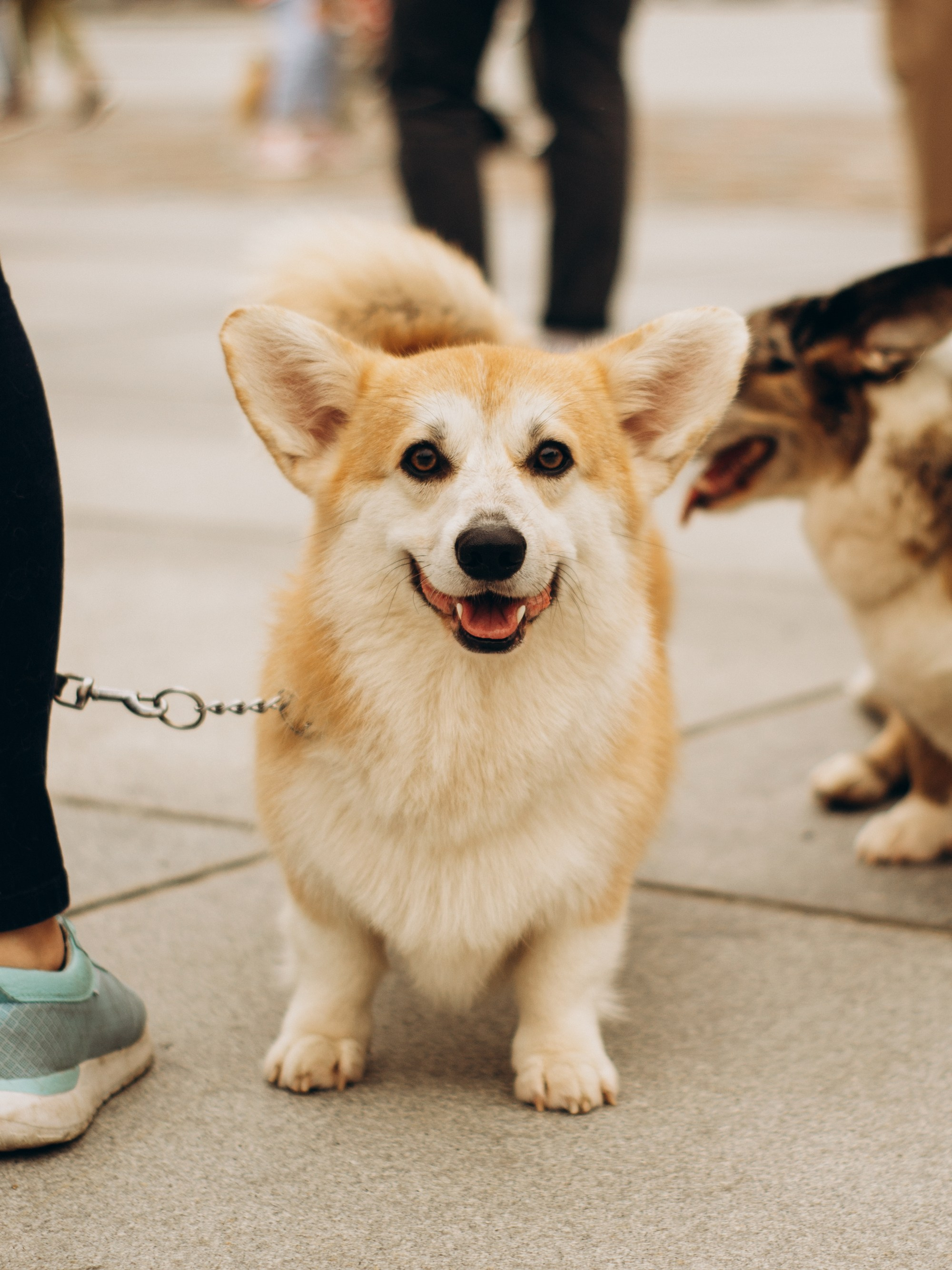 Corgi party, september. Kat Laisaar — Pet photographer in Tallinn