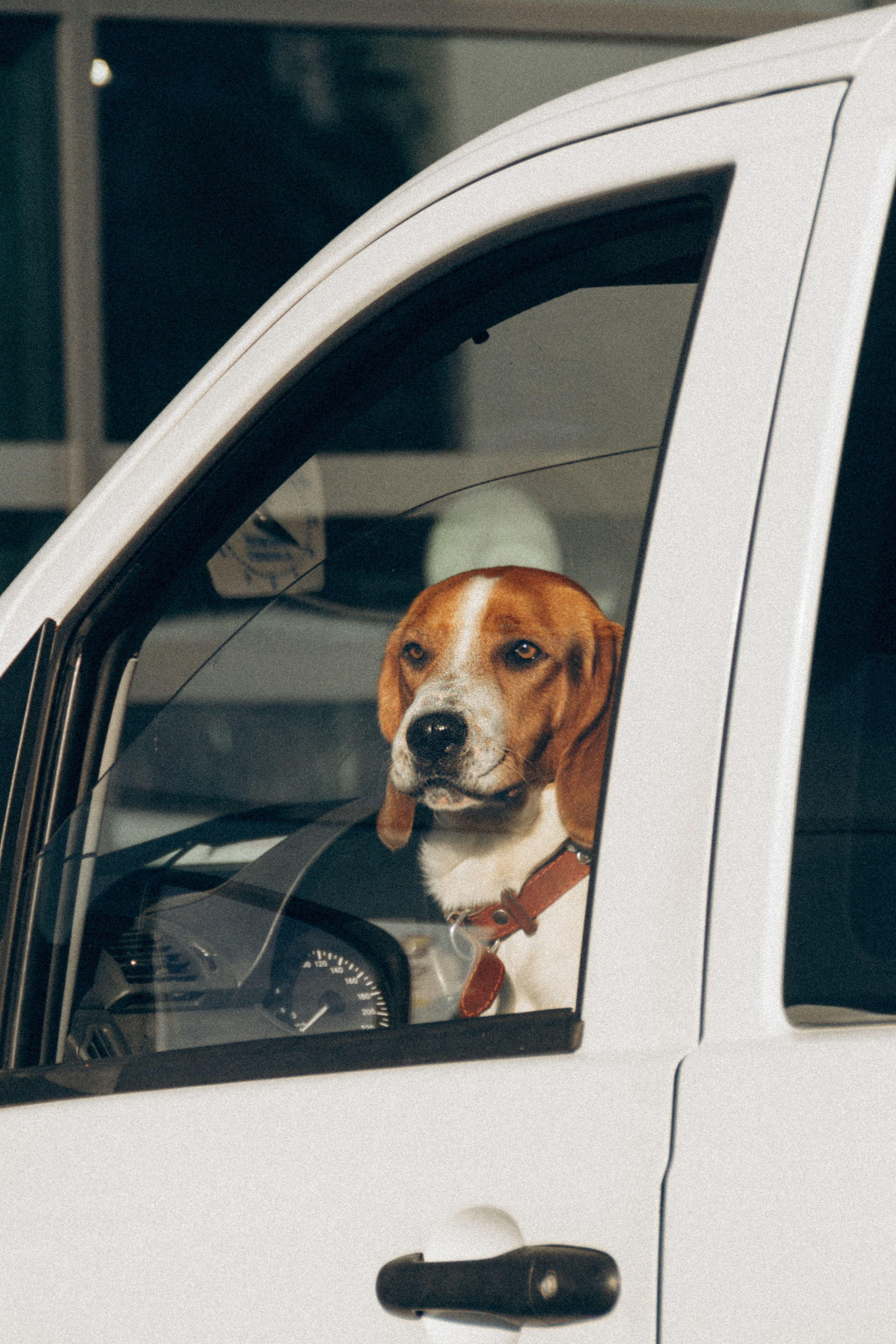 Dog Street Photography in Estonia. Kat Laisaar — Pet photographer in Tallinn