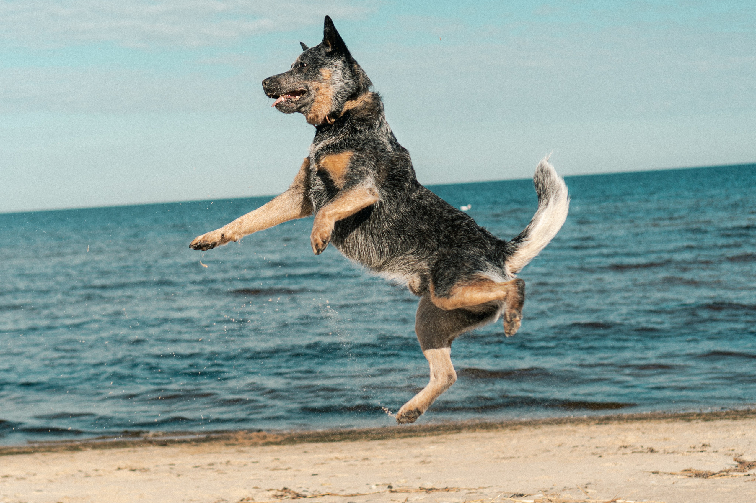 Oskar, Maria & Dmitrii. Kat Laisaar — Pet photographer in Tallinn