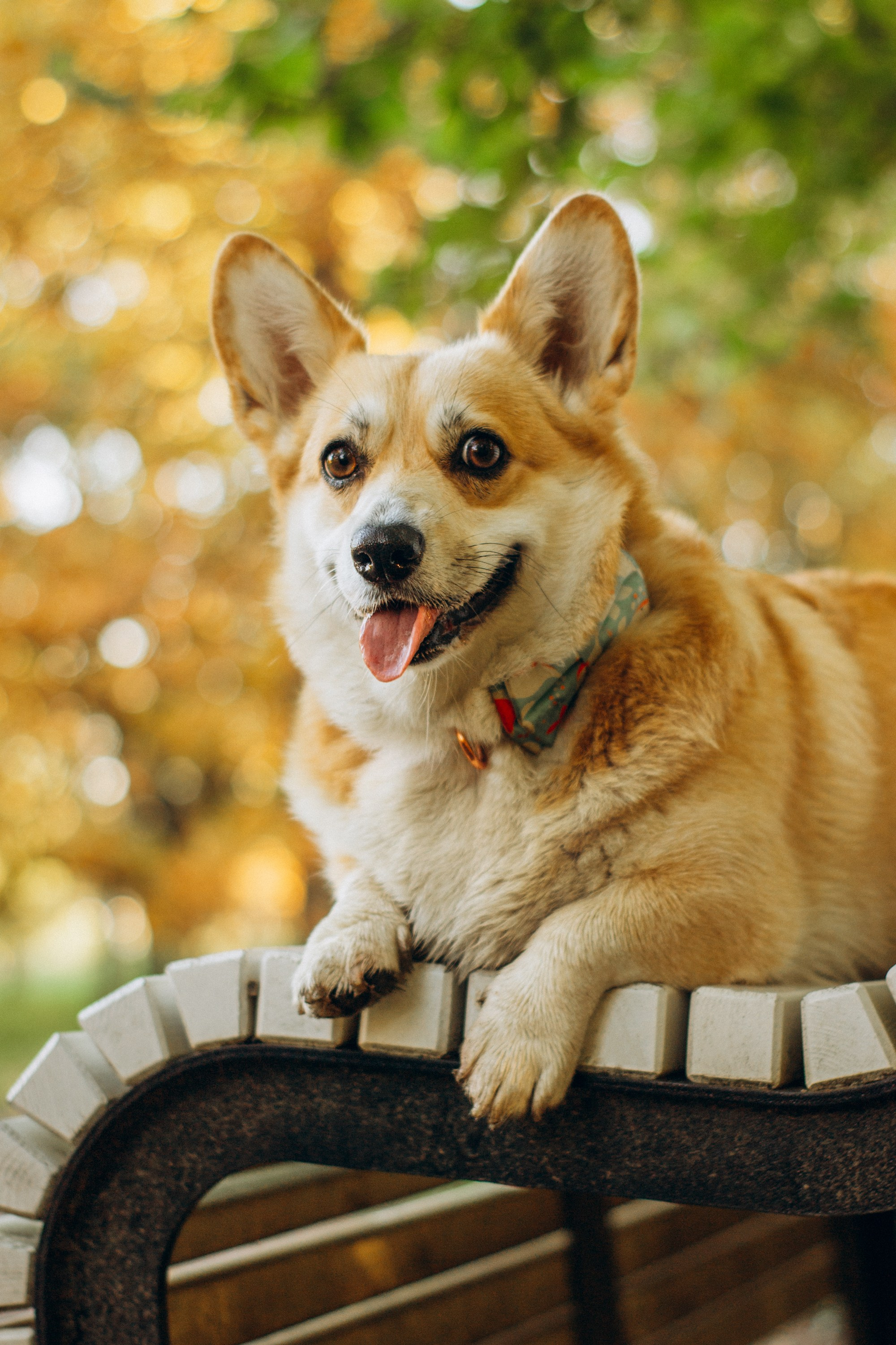 Irina and her Teffy, Pembroke Welsh Corgi. Kat Laisaar — Pet photographer in Tallinn