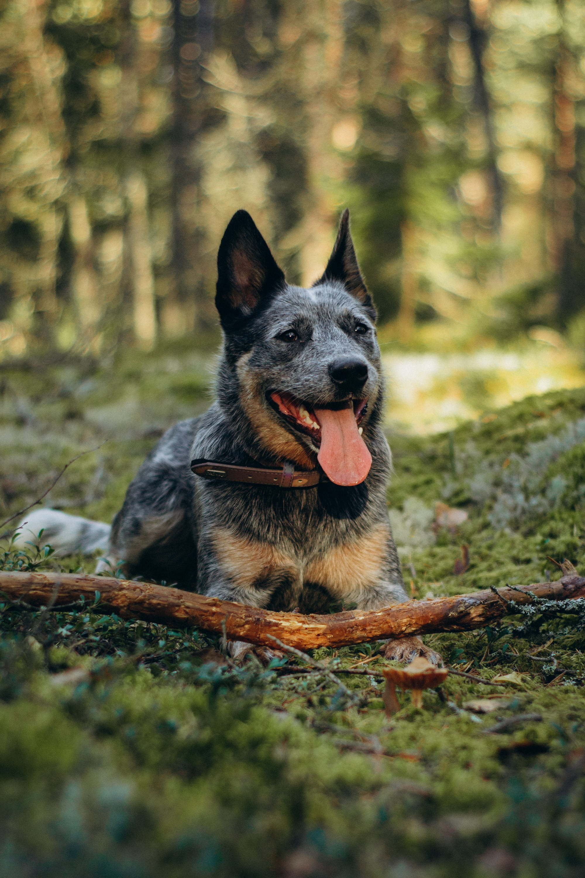 Polina and her Dakota, Blue Heeler. Kat Laisaar — Pet photographer in Tallinn