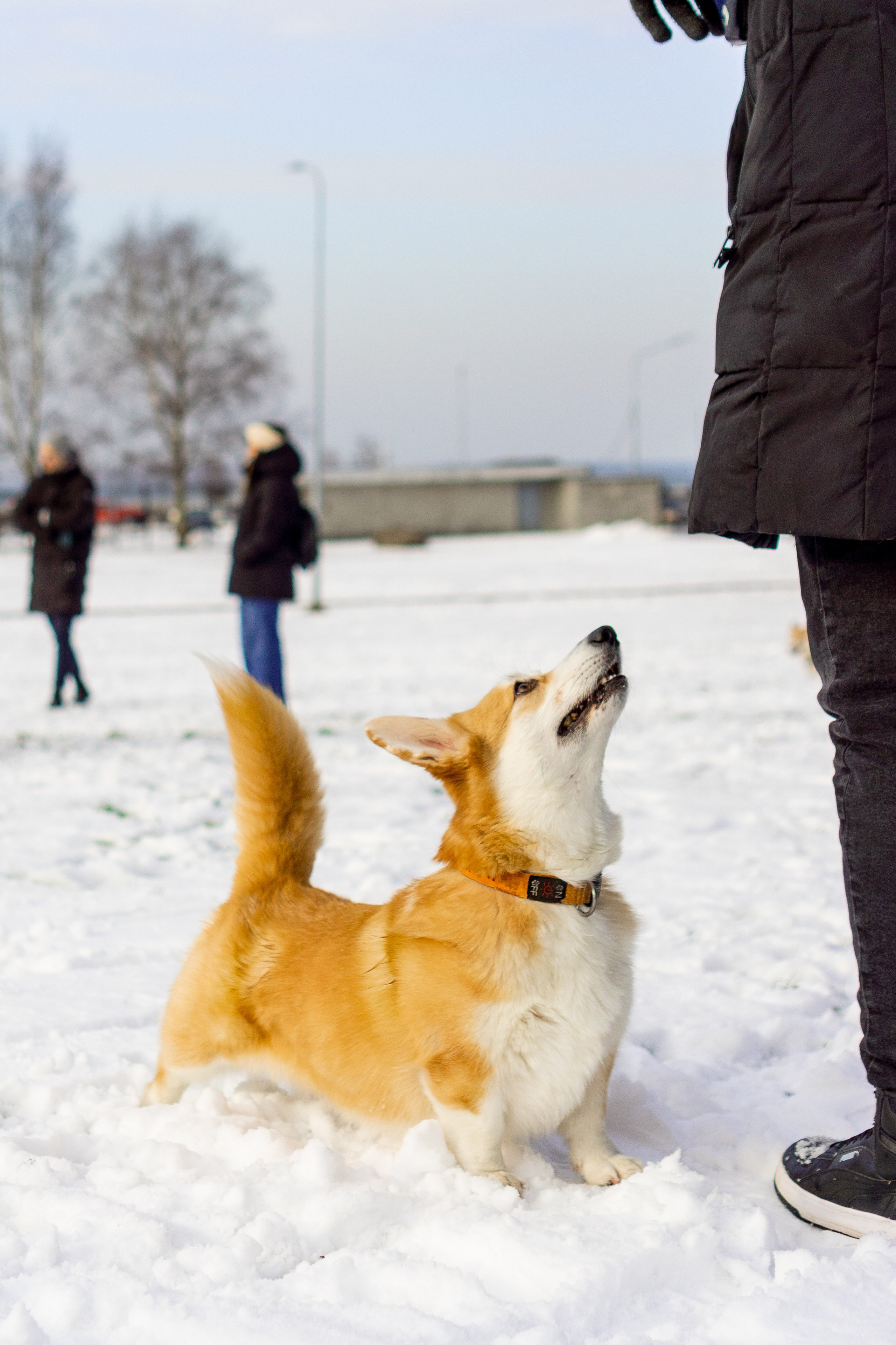 Corgi party, 23 feb. 2025. Kat Laisaar — Pet photographer in Tallinn