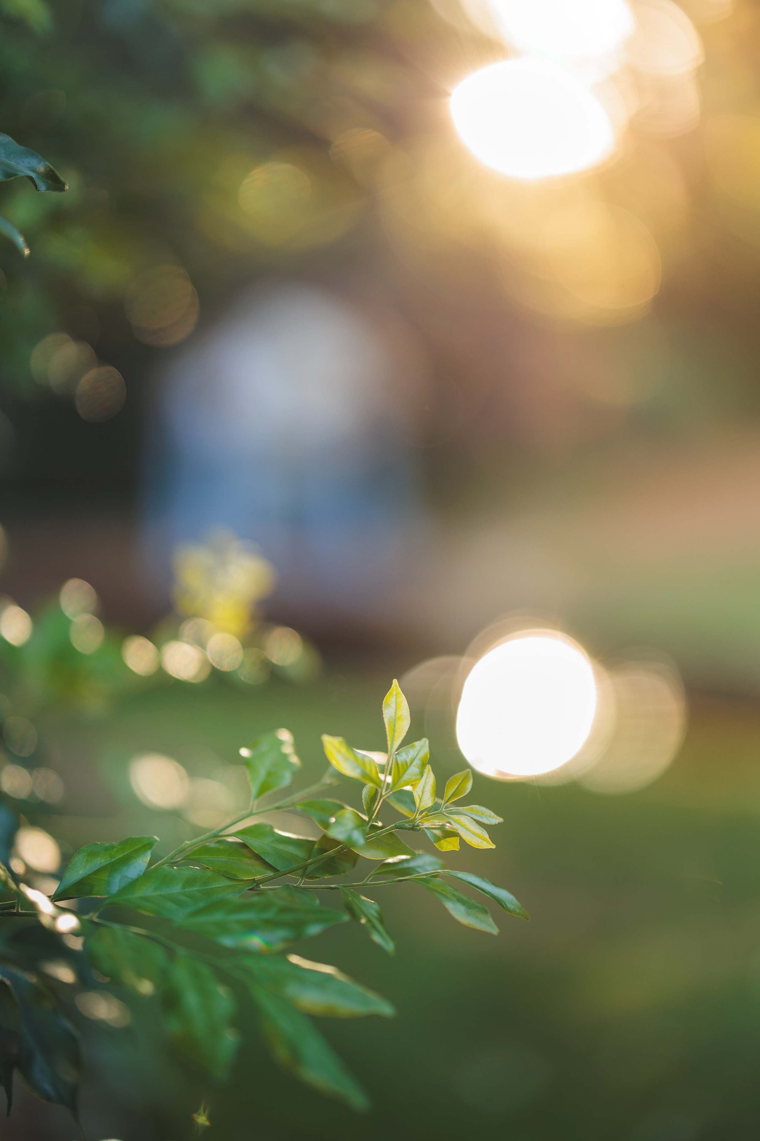 Photos from different family photoshoots