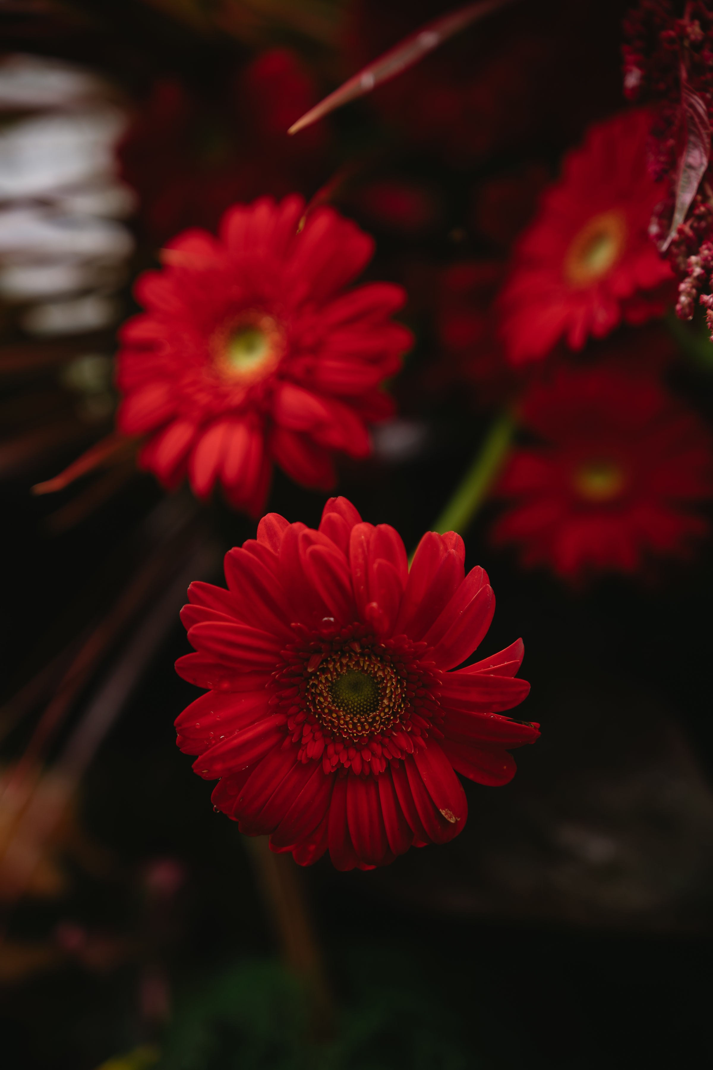 GIANMARCO-PHƯƠNG ANH