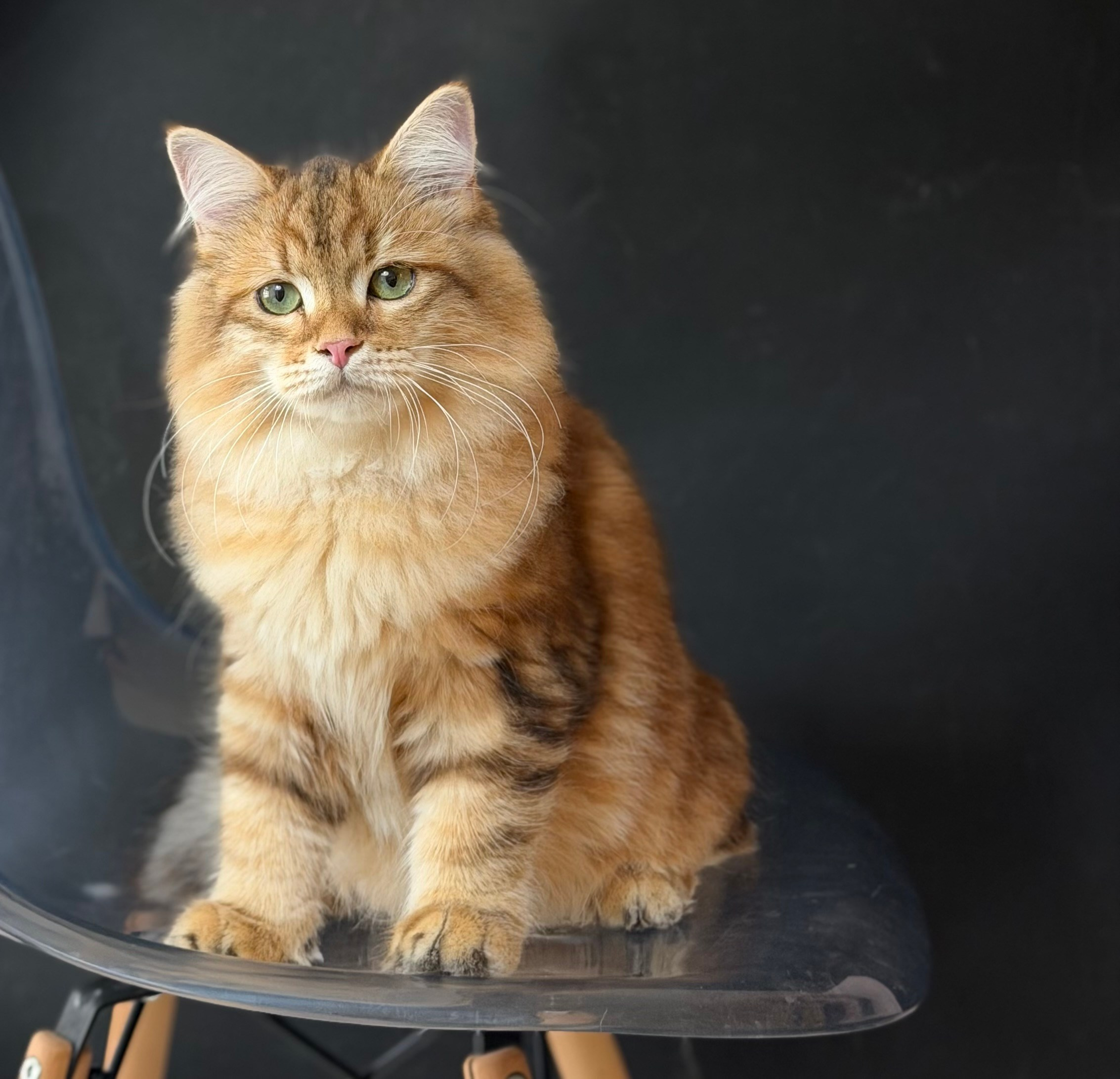 Finley. LEMON GREEN SIBERIANS 香港西伯利亞貓舍