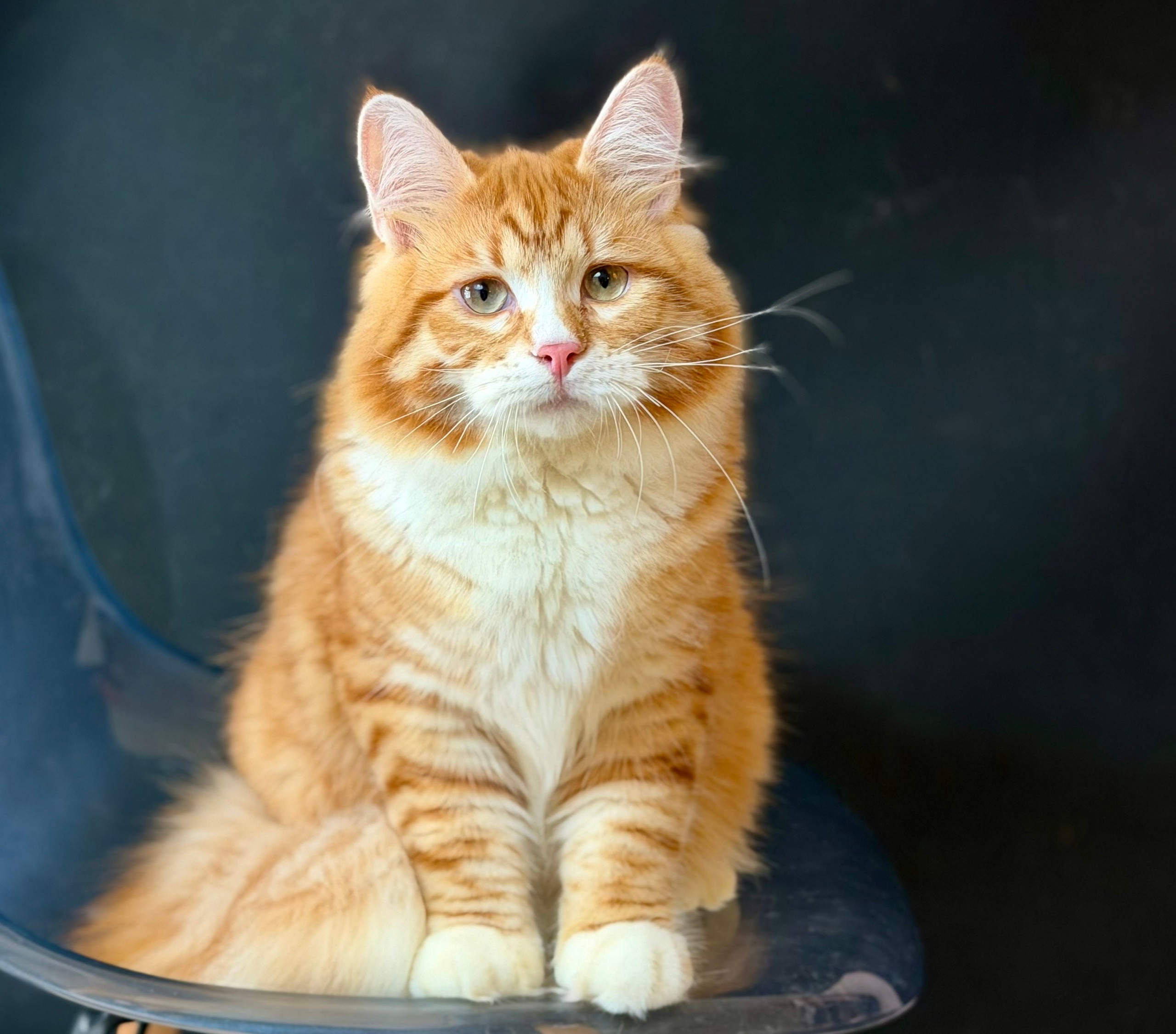 Litter E — RW, GRC; GC CHUDO X GC USLADA. LEMON GREEN SIBERIANS 香港西伯利亞貓舍