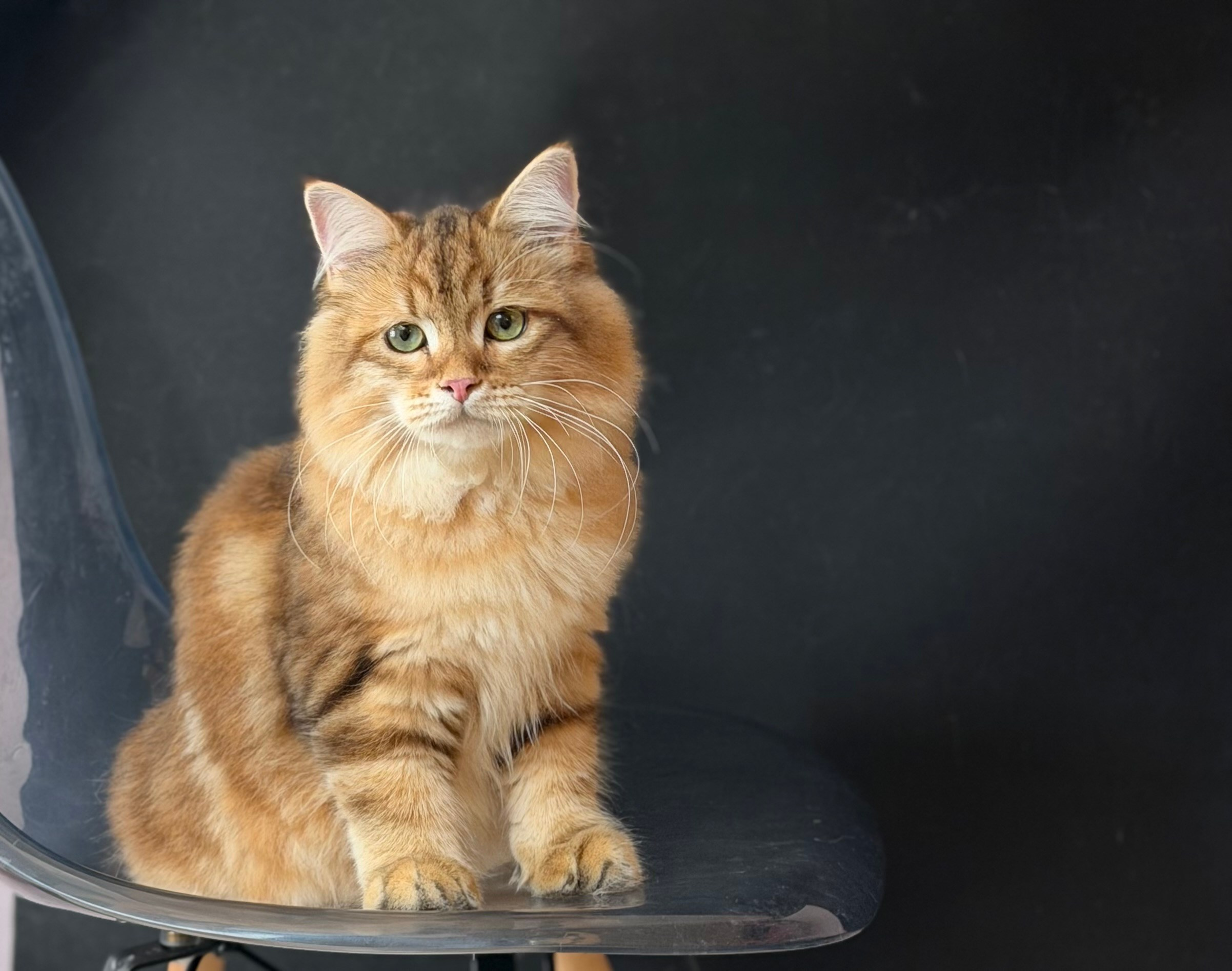 Finley. LEMON GREEN SIBERIANS 香港西伯利亞貓舍