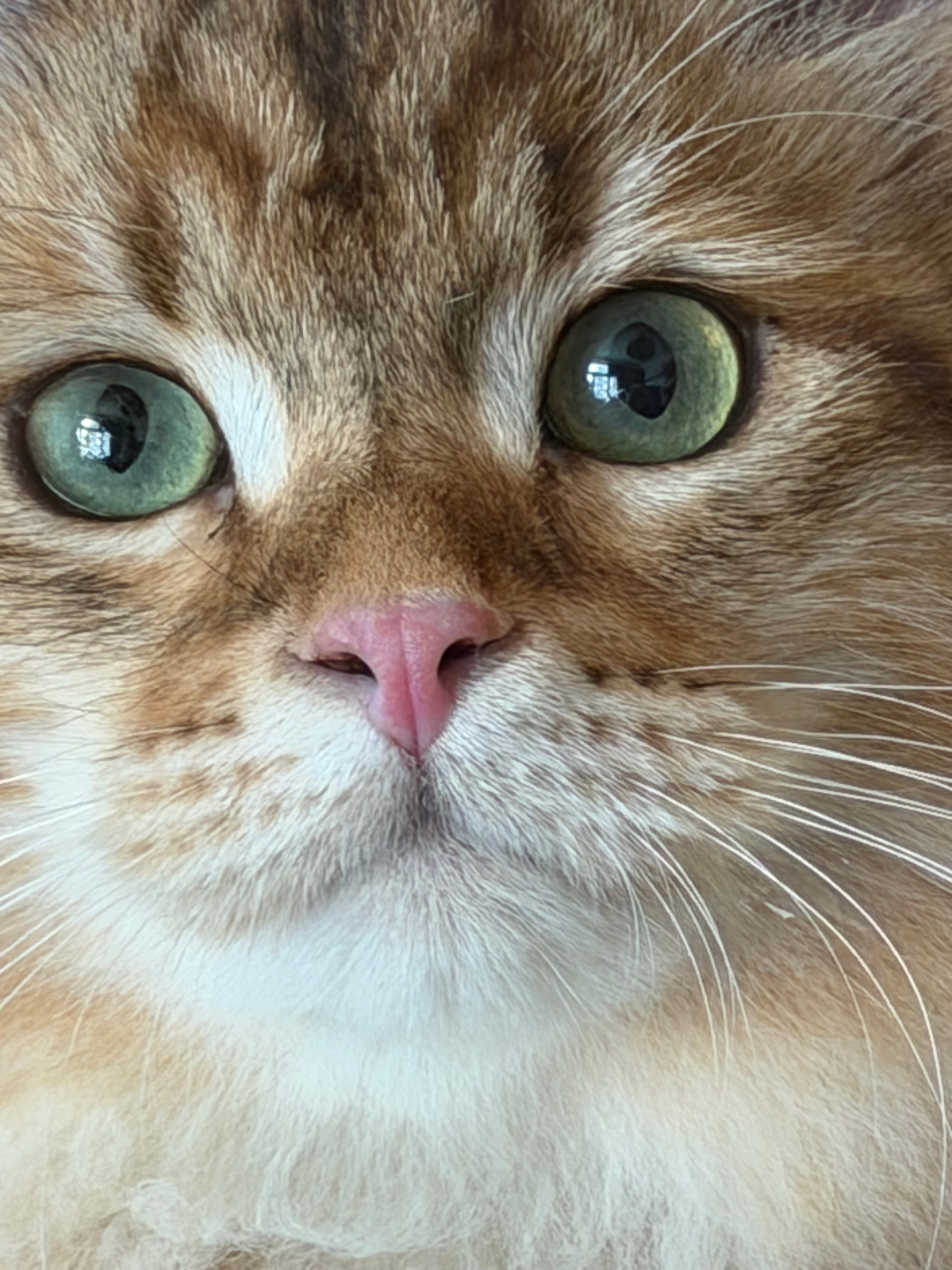 Finley. LEMON GREEN SIBERIANS 香港西伯利亞貓舍