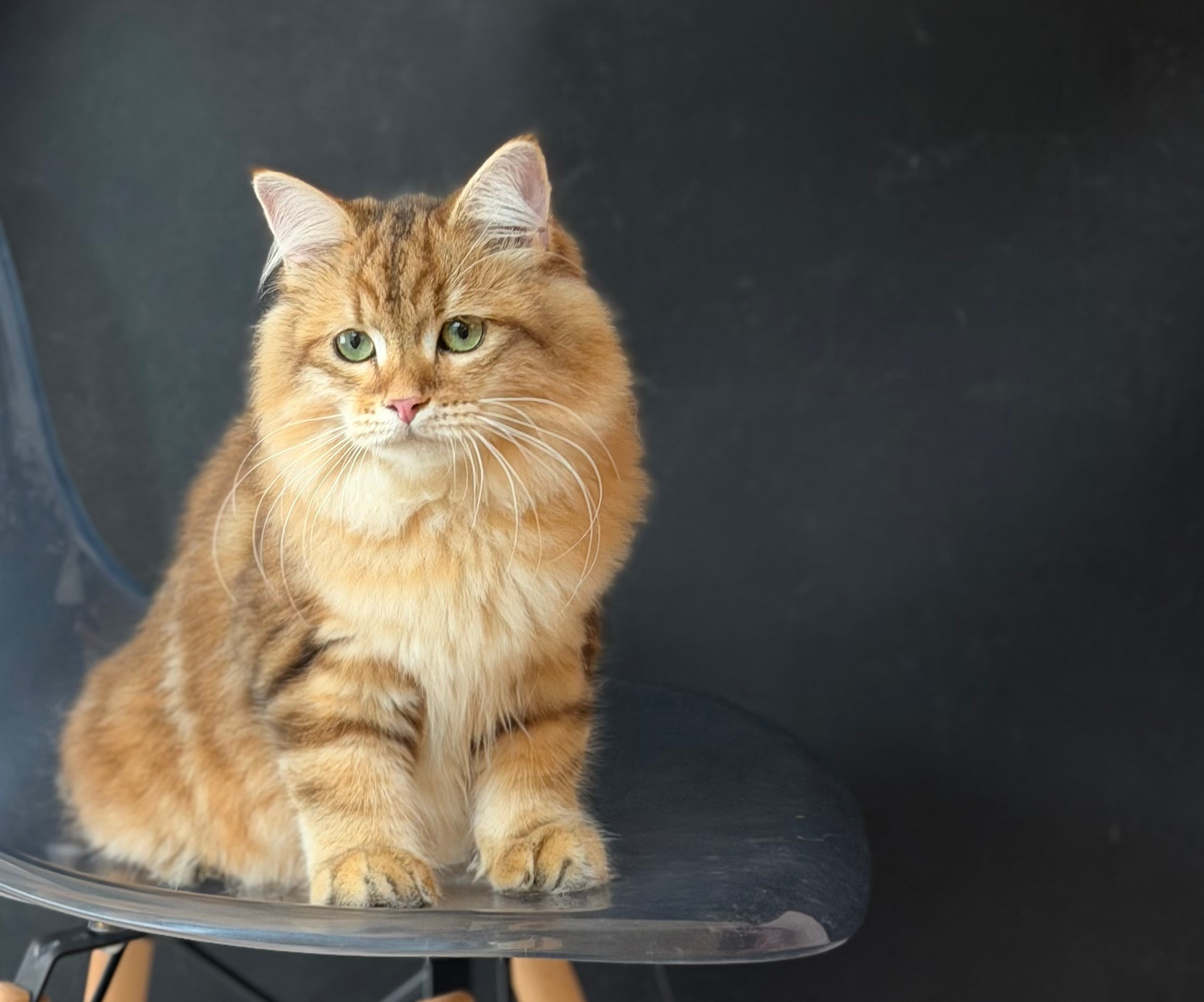 Finley. LEMON GREEN SIBERIANS 香港西伯利亞貓舍