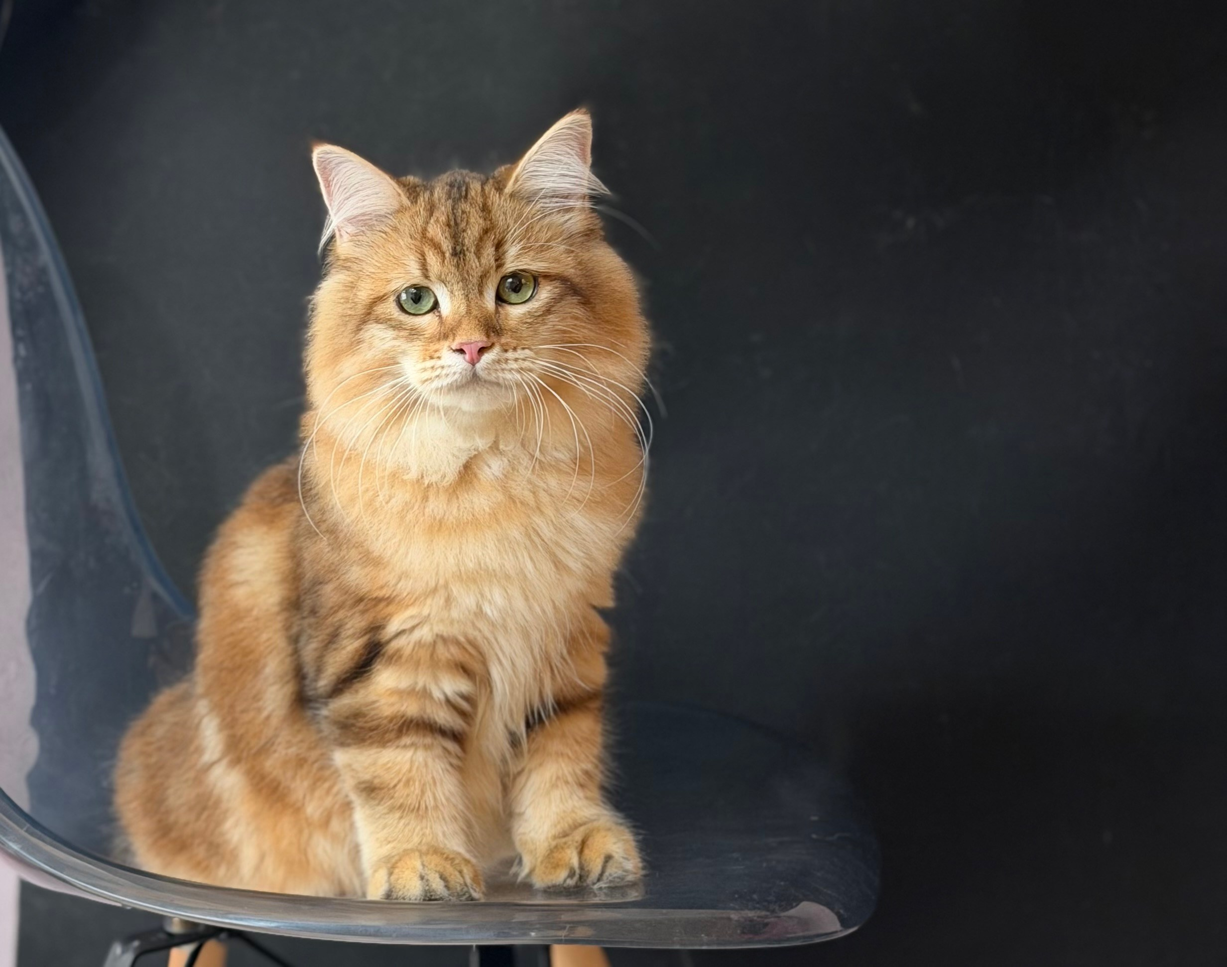 Finley. LEMON GREEN SIBERIANS 香港西伯利亞貓舍