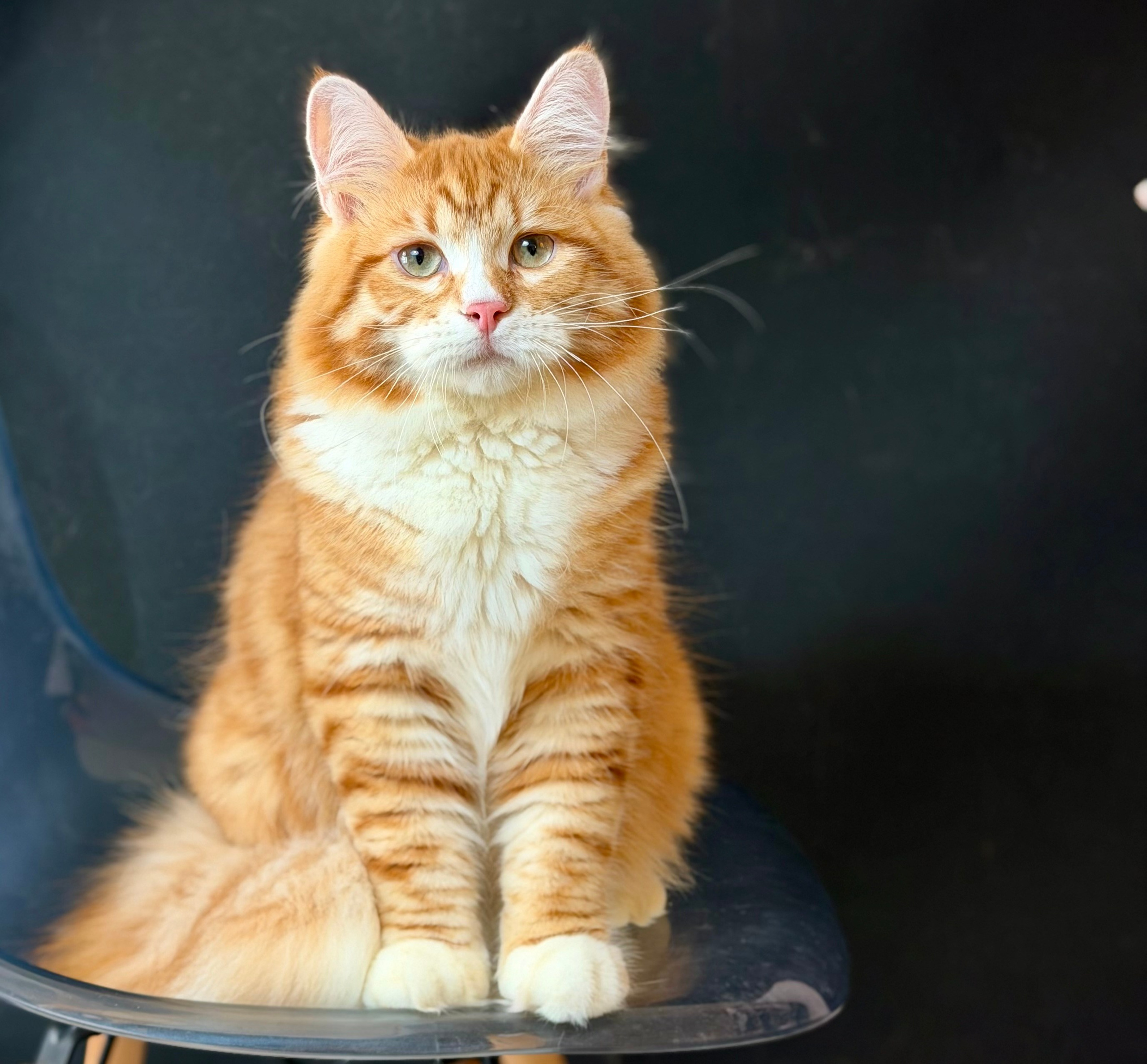 Litter E — RW, GRC; GC CHUDO X GC USLADA. LEMON GREEN SIBERIANS 香港西伯利亞貓舍