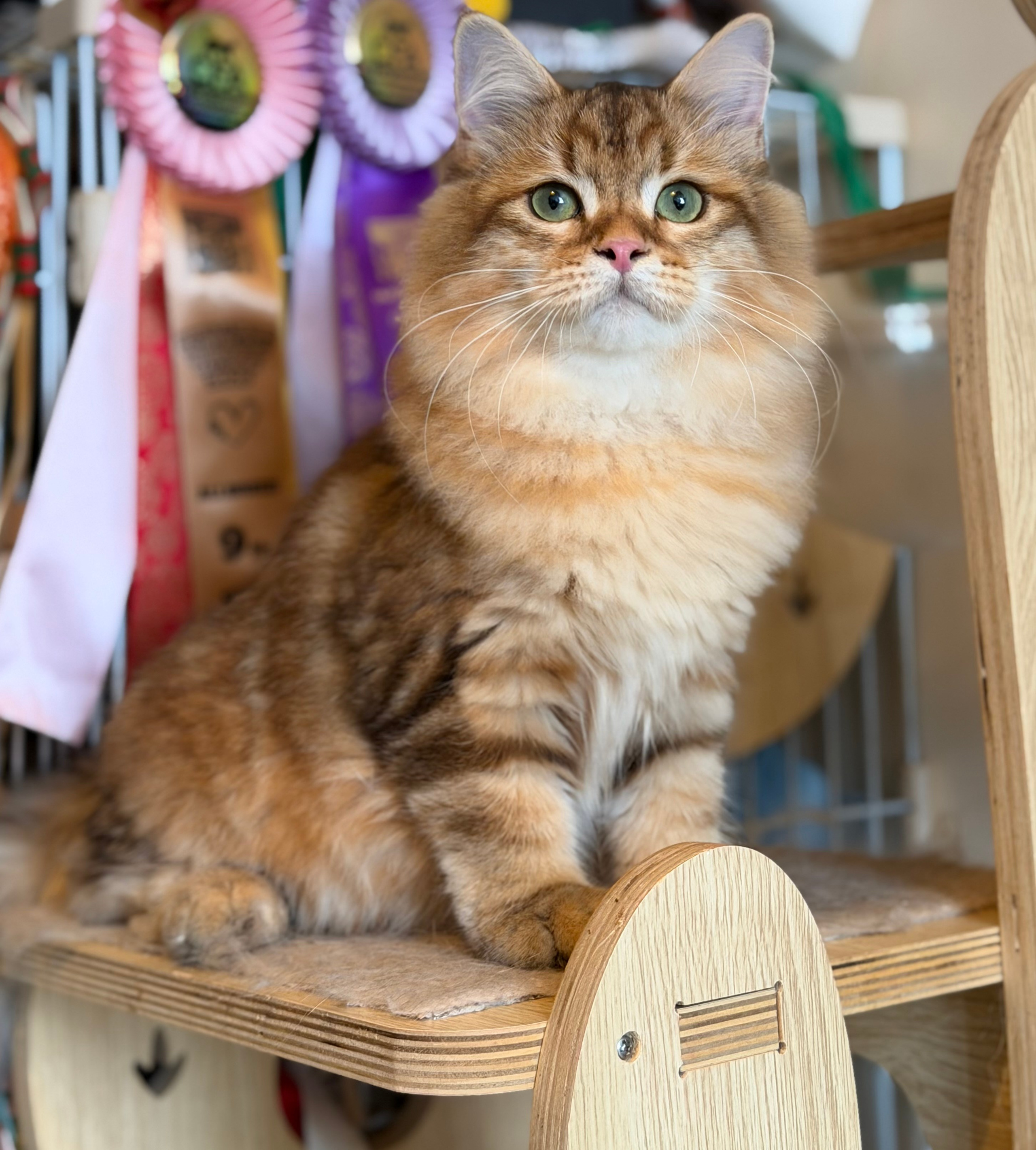 Finley. LEMON GREEN SIBERIANS 香港西伯利亞貓舍