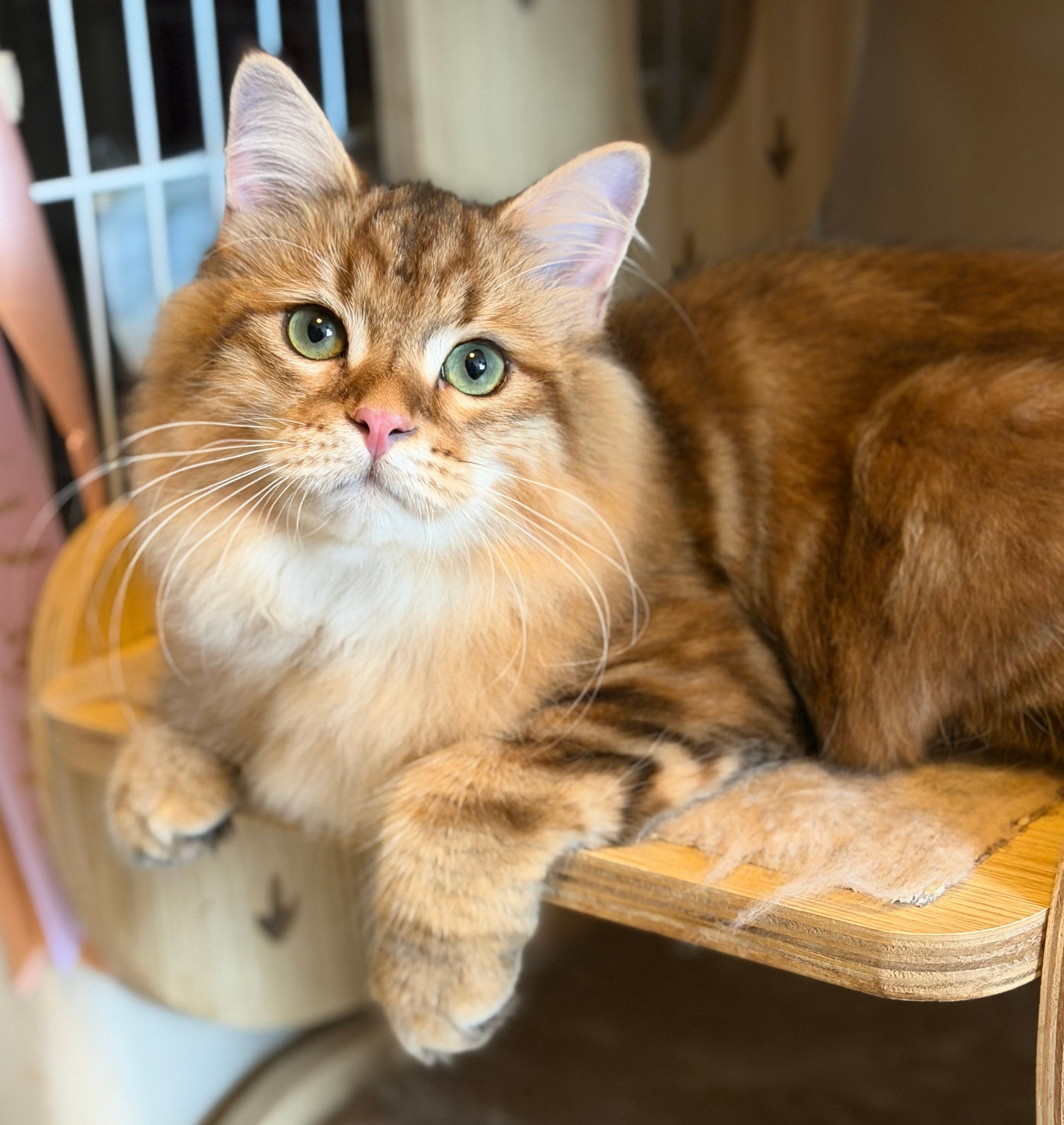 Finley. LEMON GREEN SIBERIANS 香港西伯利亞貓舍