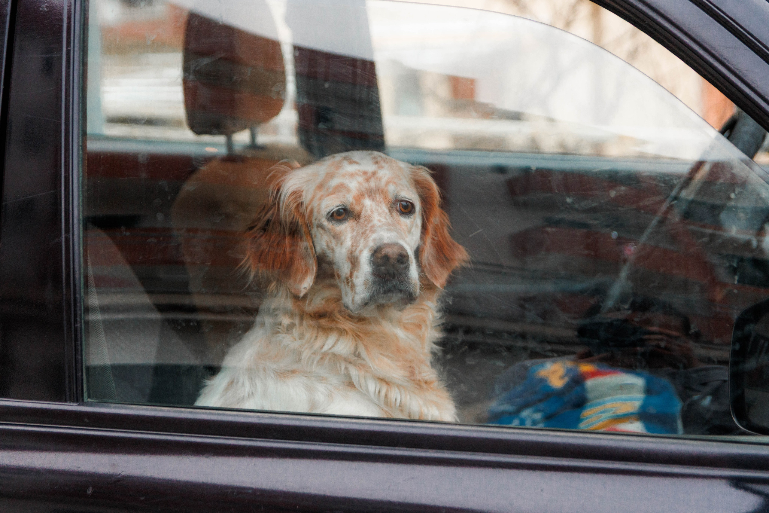 Animals. Portrait and Street photographer in Vilnius Edgar Shaipunas