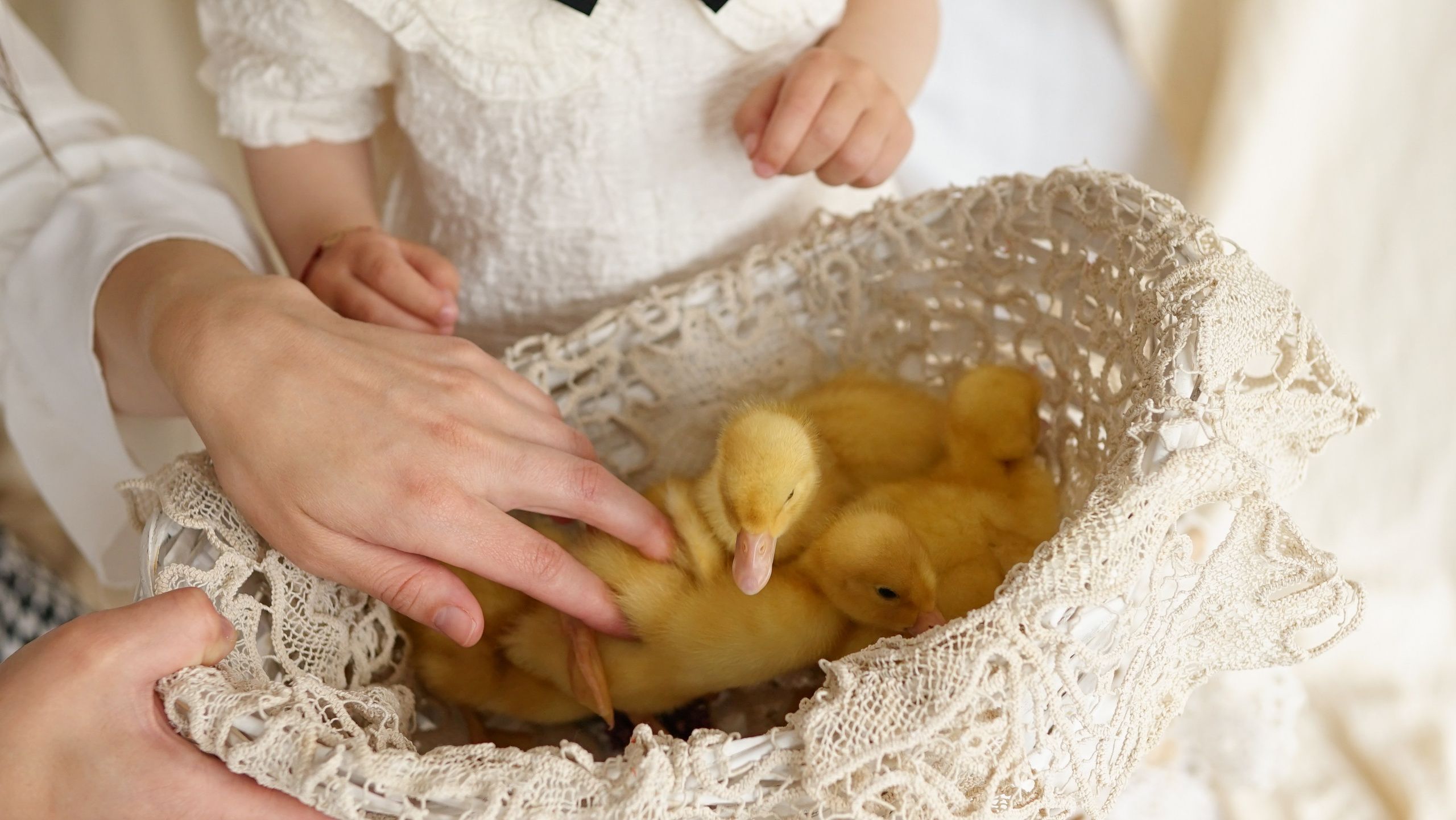 Ședințe Foto de Paște Brașov: Gălbenuș | Mădălina Beda. Madalina Beda- Artist vizual, fotograf, doula la nastere, consultant babywearing Brasov si in toata tara