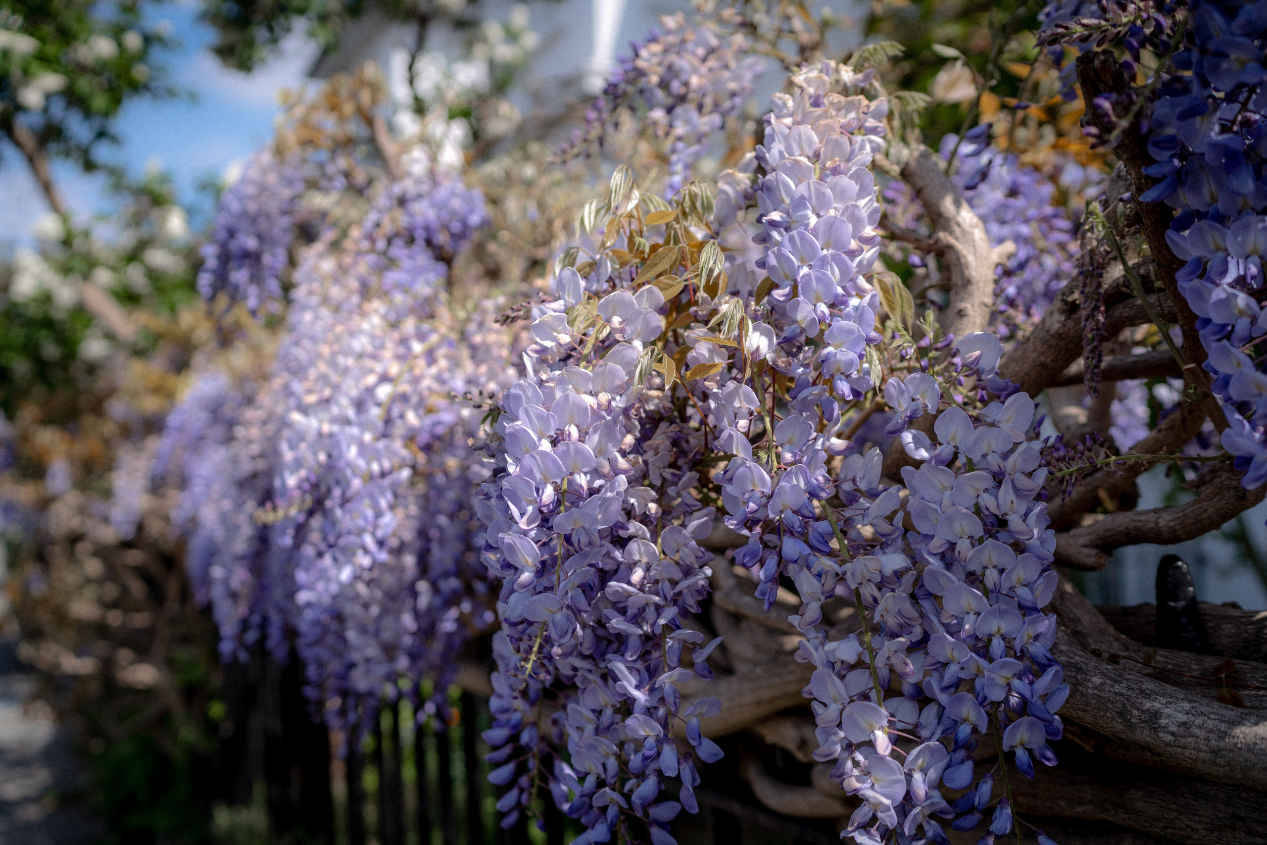 Hysteria. Tonya Kyrylenko photographer in London