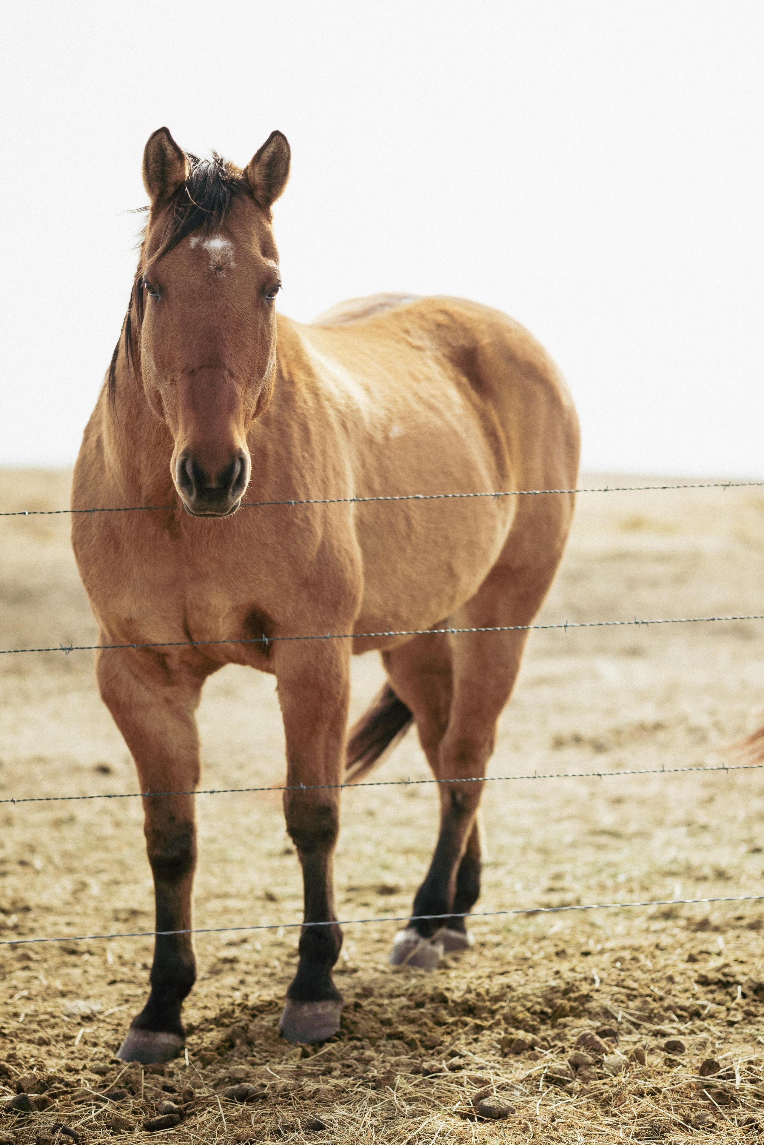 Farm animals. Victoria Lyubchenko — fine art photography in Bismarck, ND
