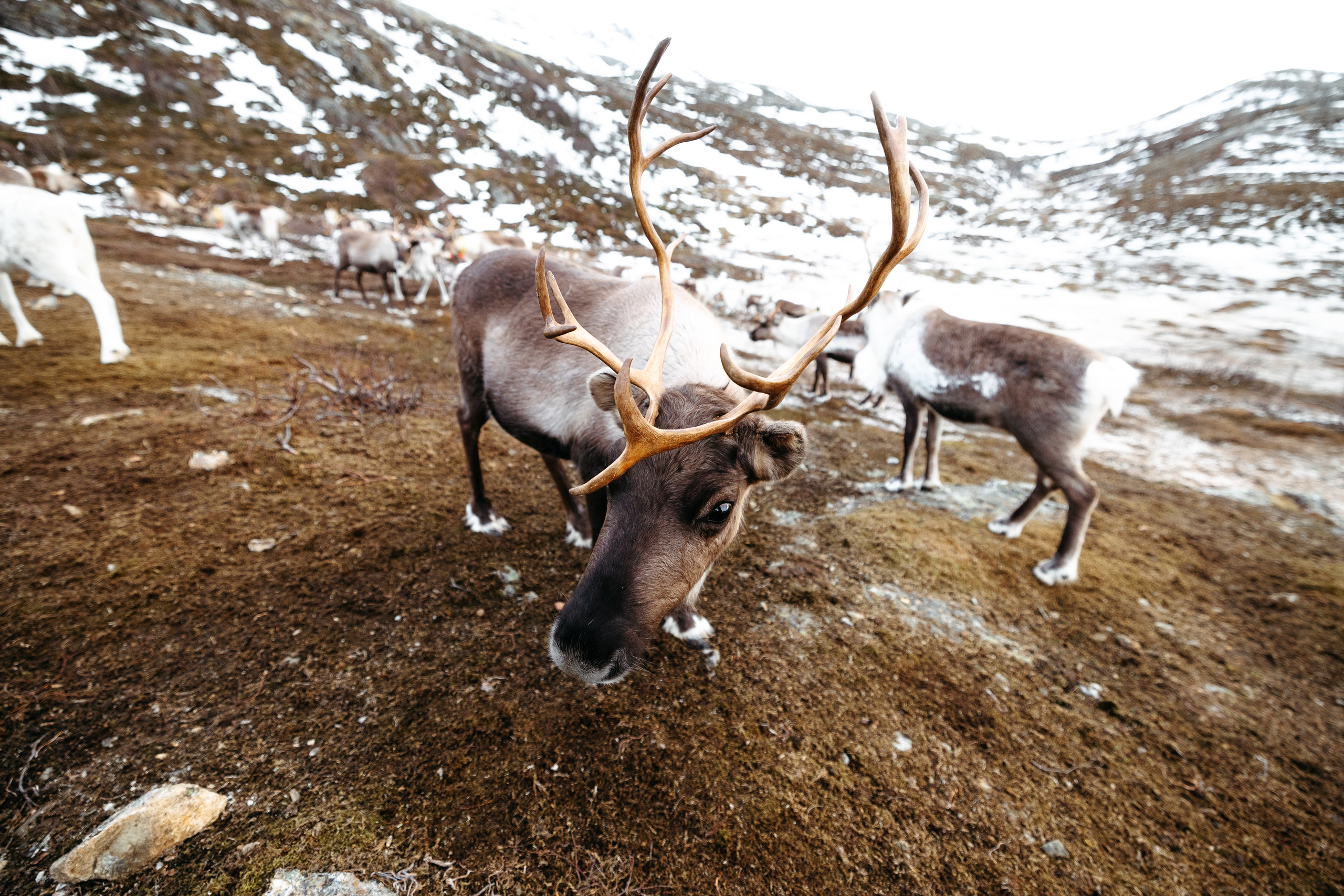 Tromso. Marius Ciocan