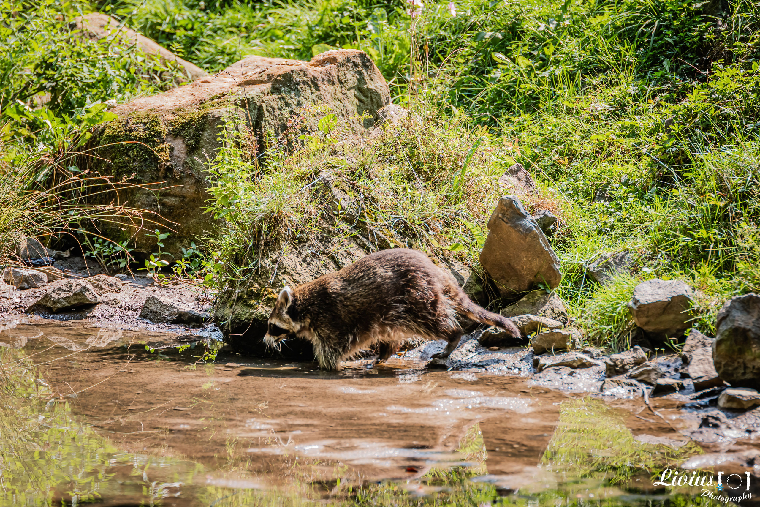 Wildpark Tambach. FOTO KREATIV