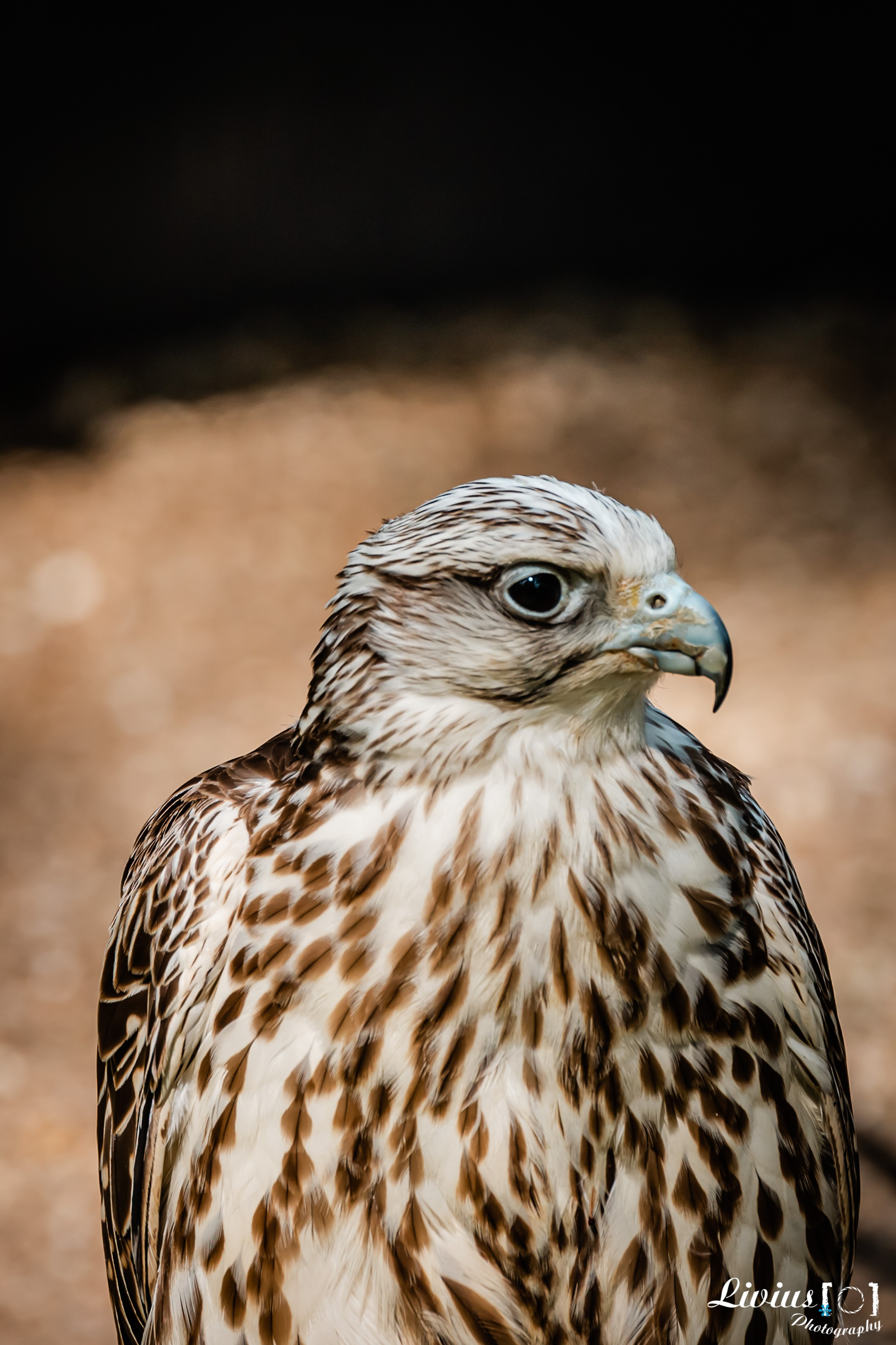 Wildpark Tambach. FOTO KREATIV