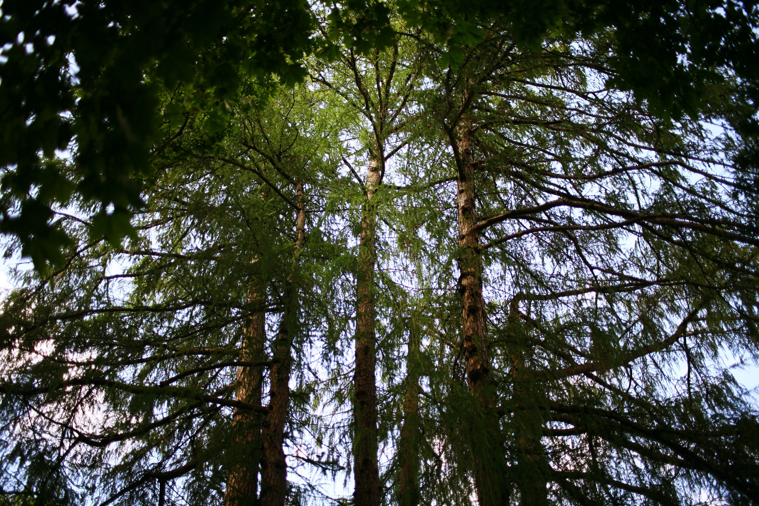 Milena, driades' daughter. Victoria Dini. Art photography in London / Folkestone, UK