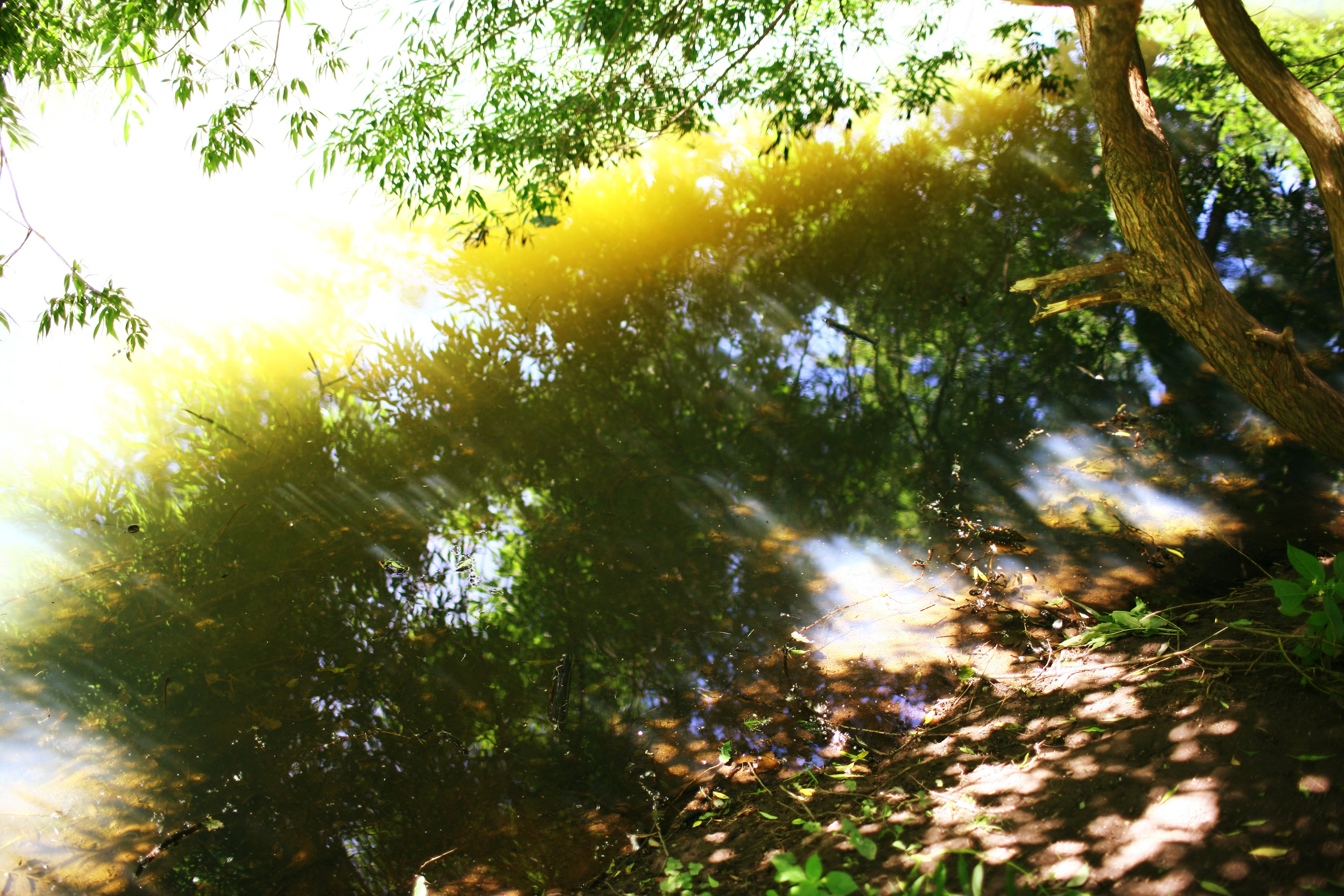 Milena, driades' daughter. Victoria Dini. Art photography in London / Folkestone, UK