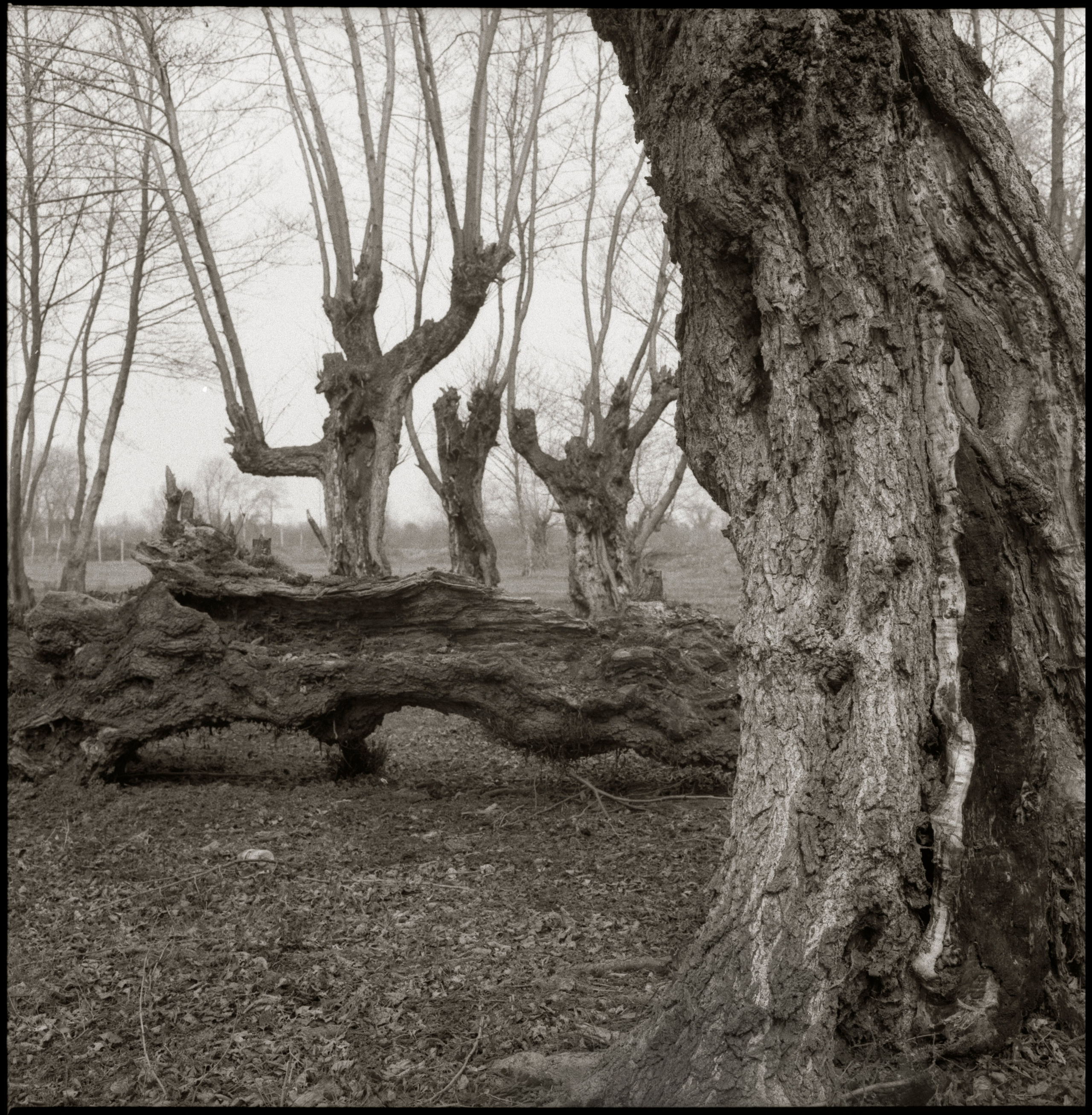 NATURE. Www.sananaleskerov.com