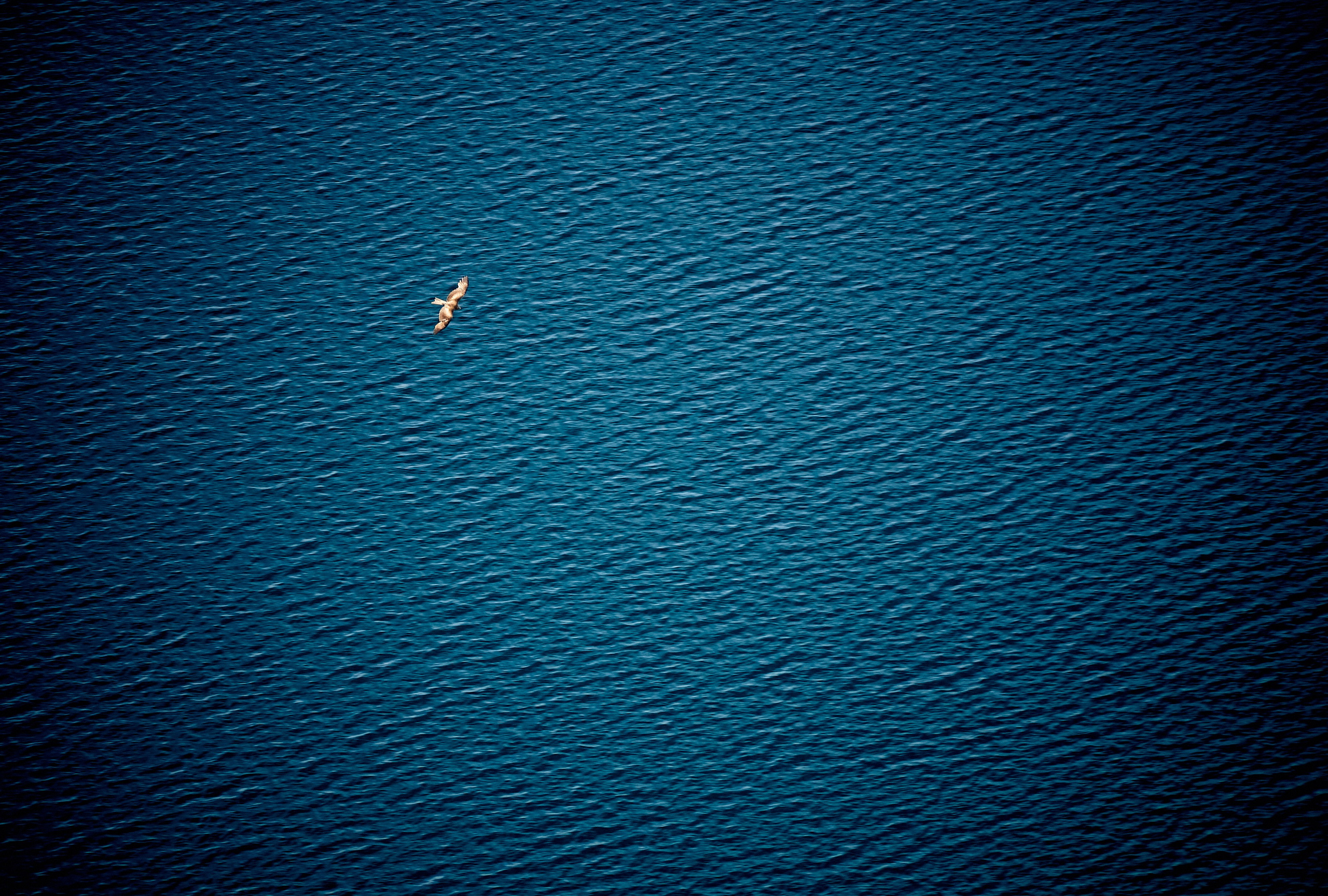 Сибины. Андрей Шипилов — Фотография & Видеография