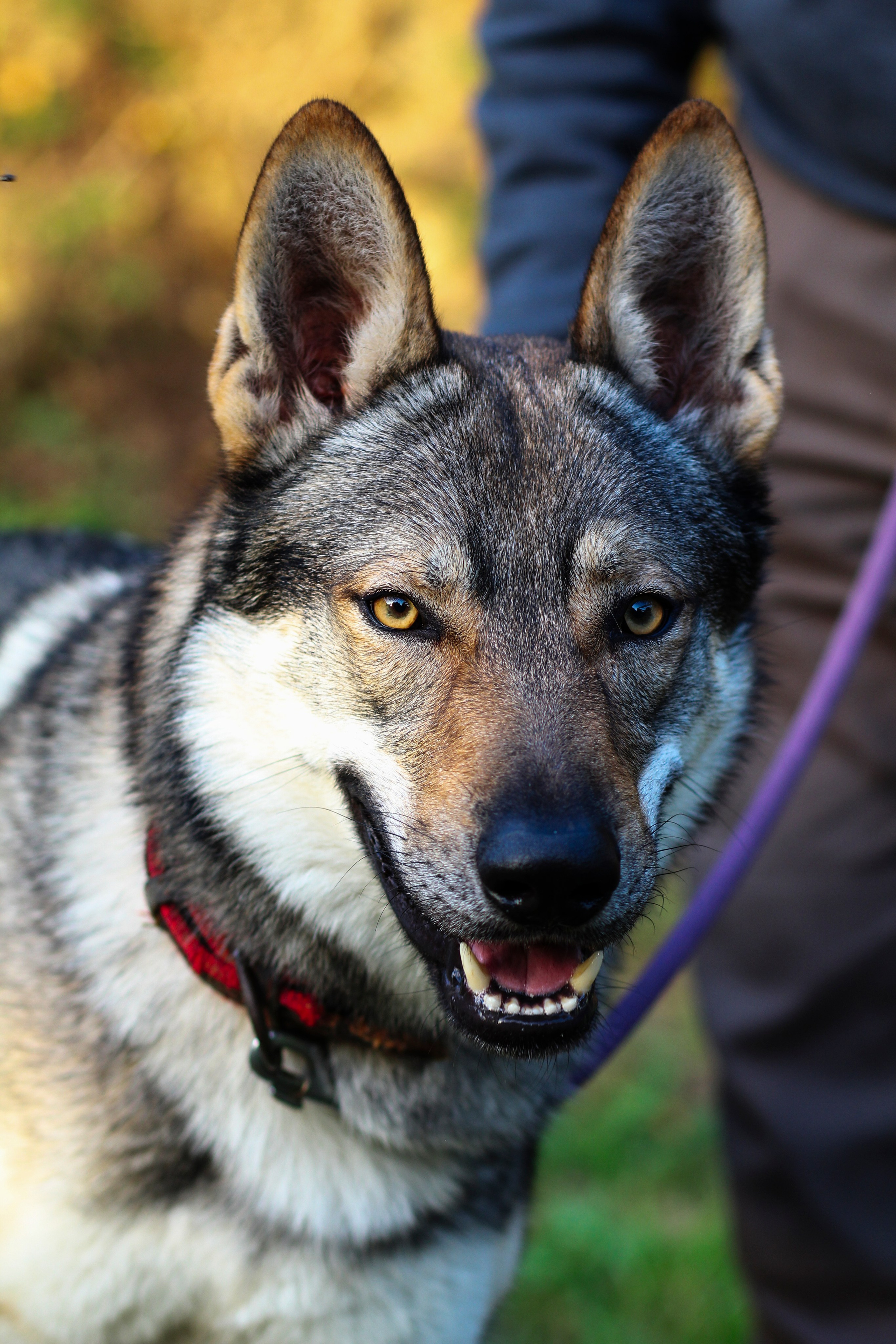 Sesiones fotográficas a mascotas. RabelByCris Fotógrafa en Coruña de Eventos, sesiones, mascotas