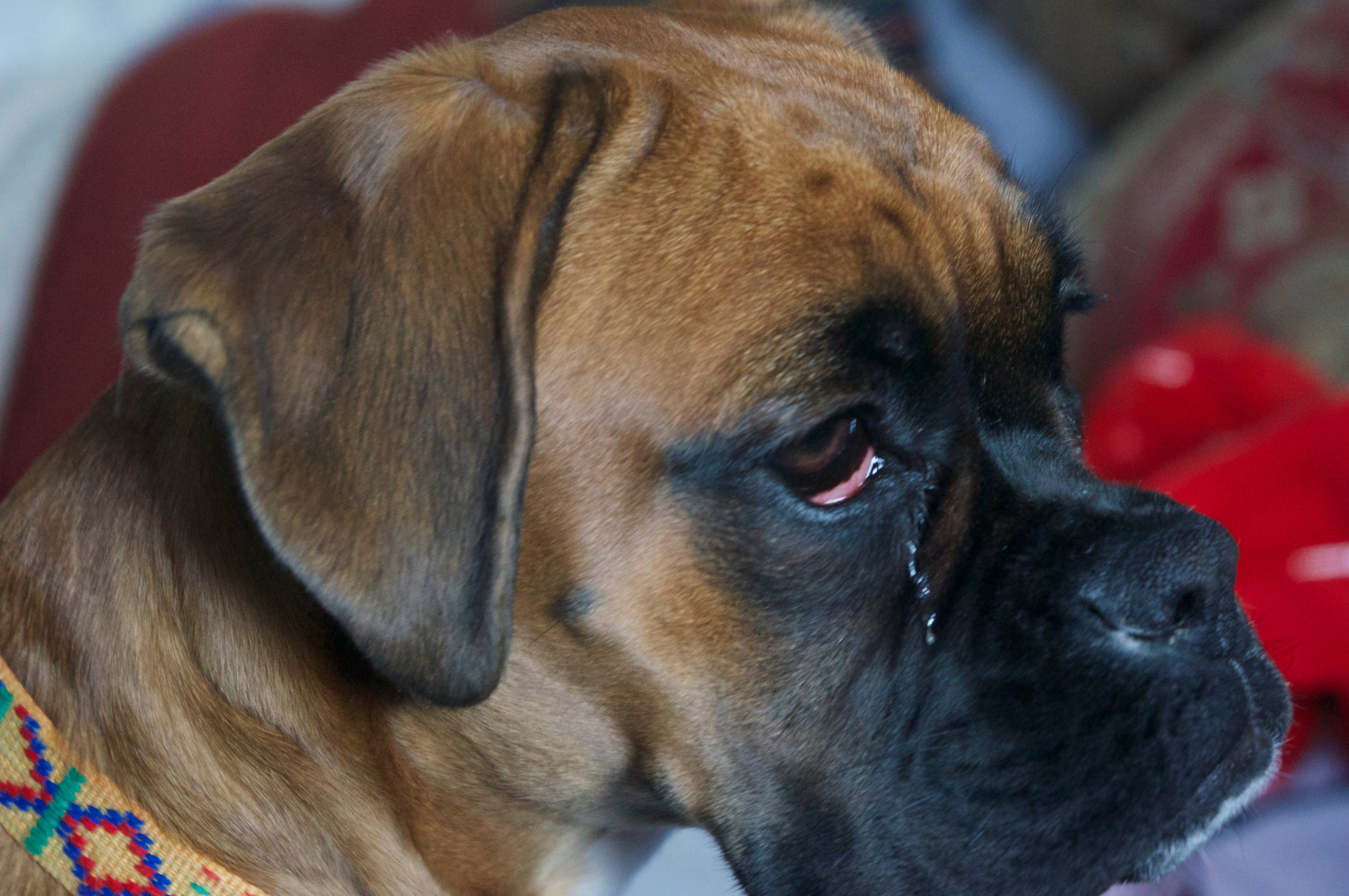 My ״Star״ Boxer Dog