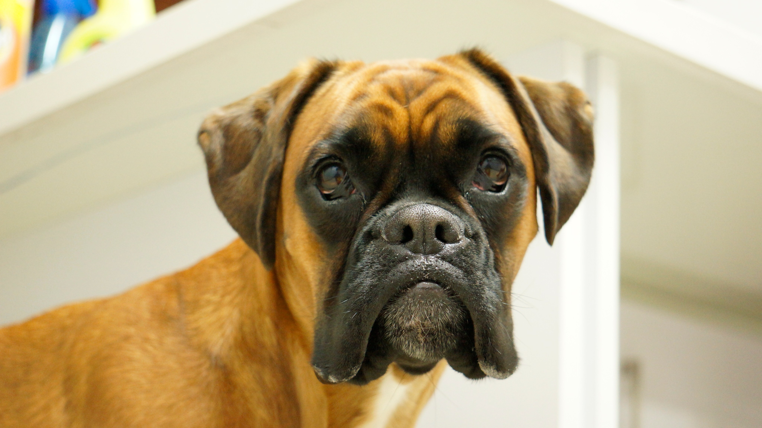 My ״Star״ Boxer Dog