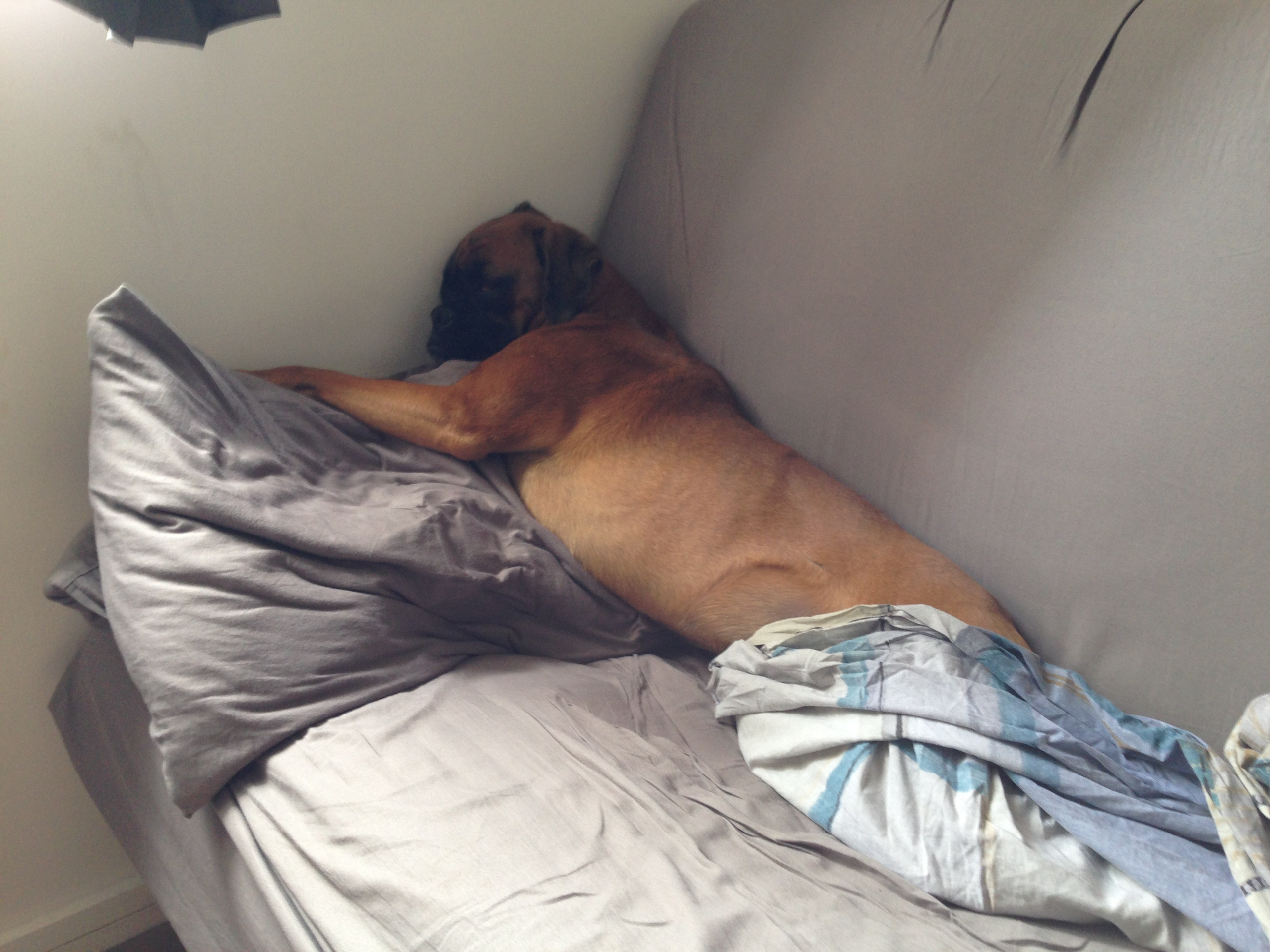 My ״Star״ Boxer Dog