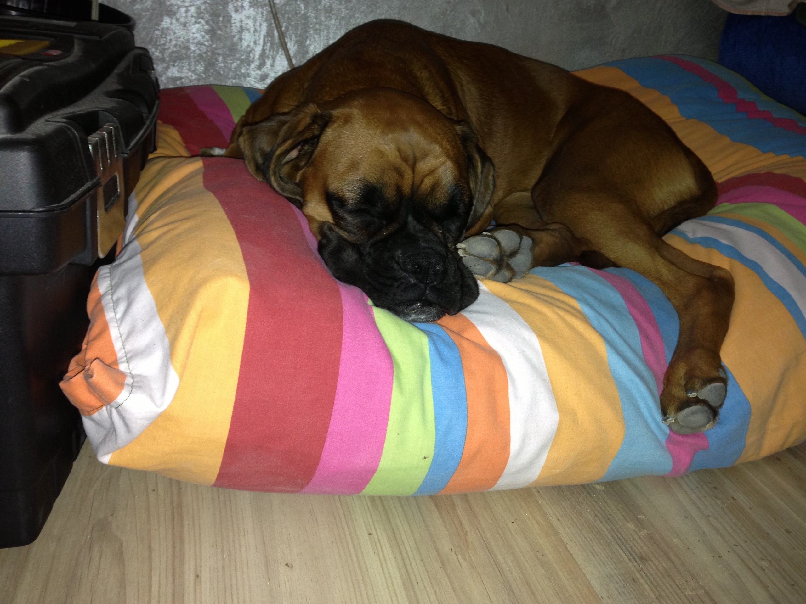 My ״Star״ Boxer Dog