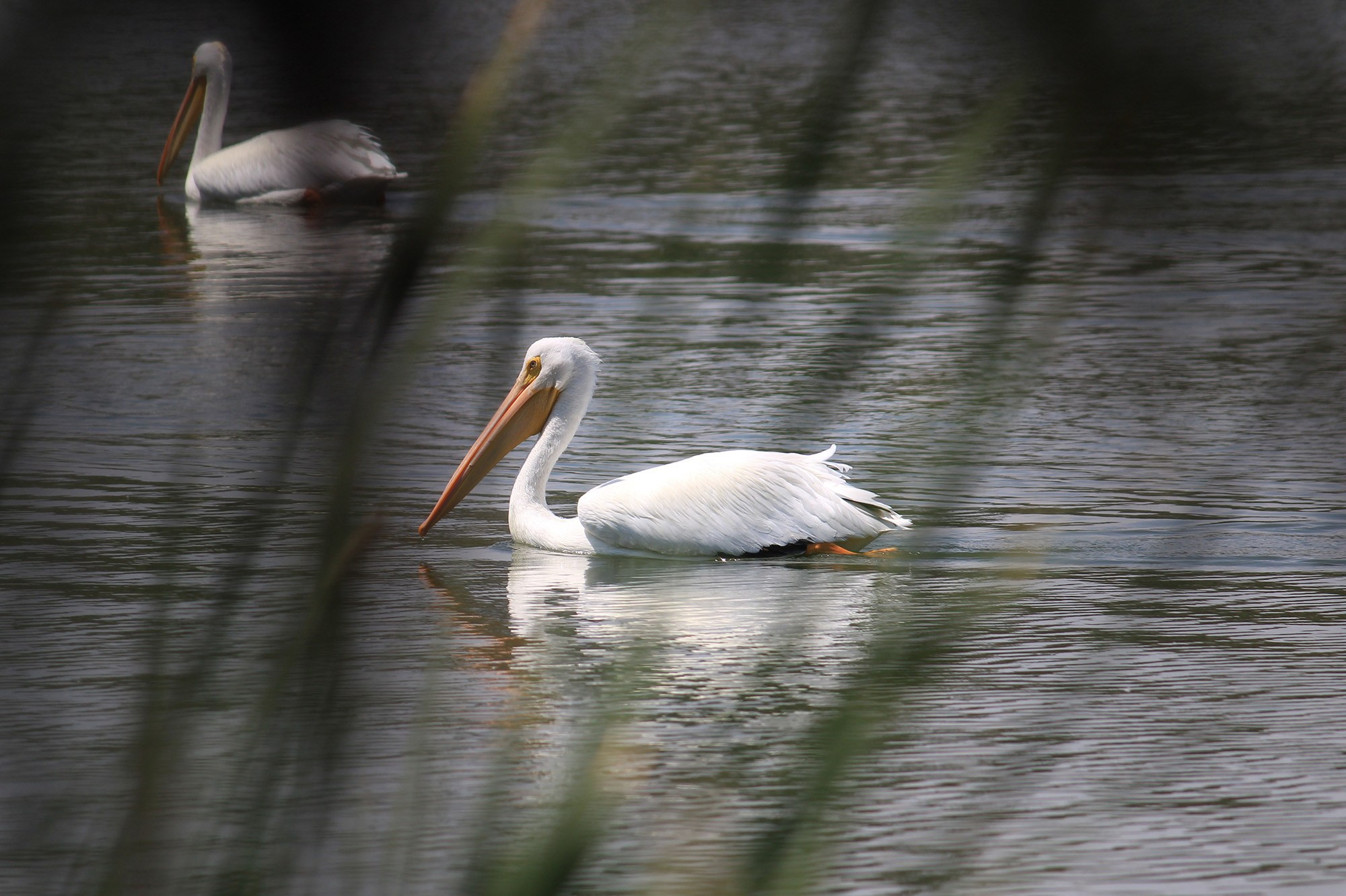 Animales y Naturaleza. Marisol Murillo Fotógrafa profesional en Chimalhuacán, Edo. de México