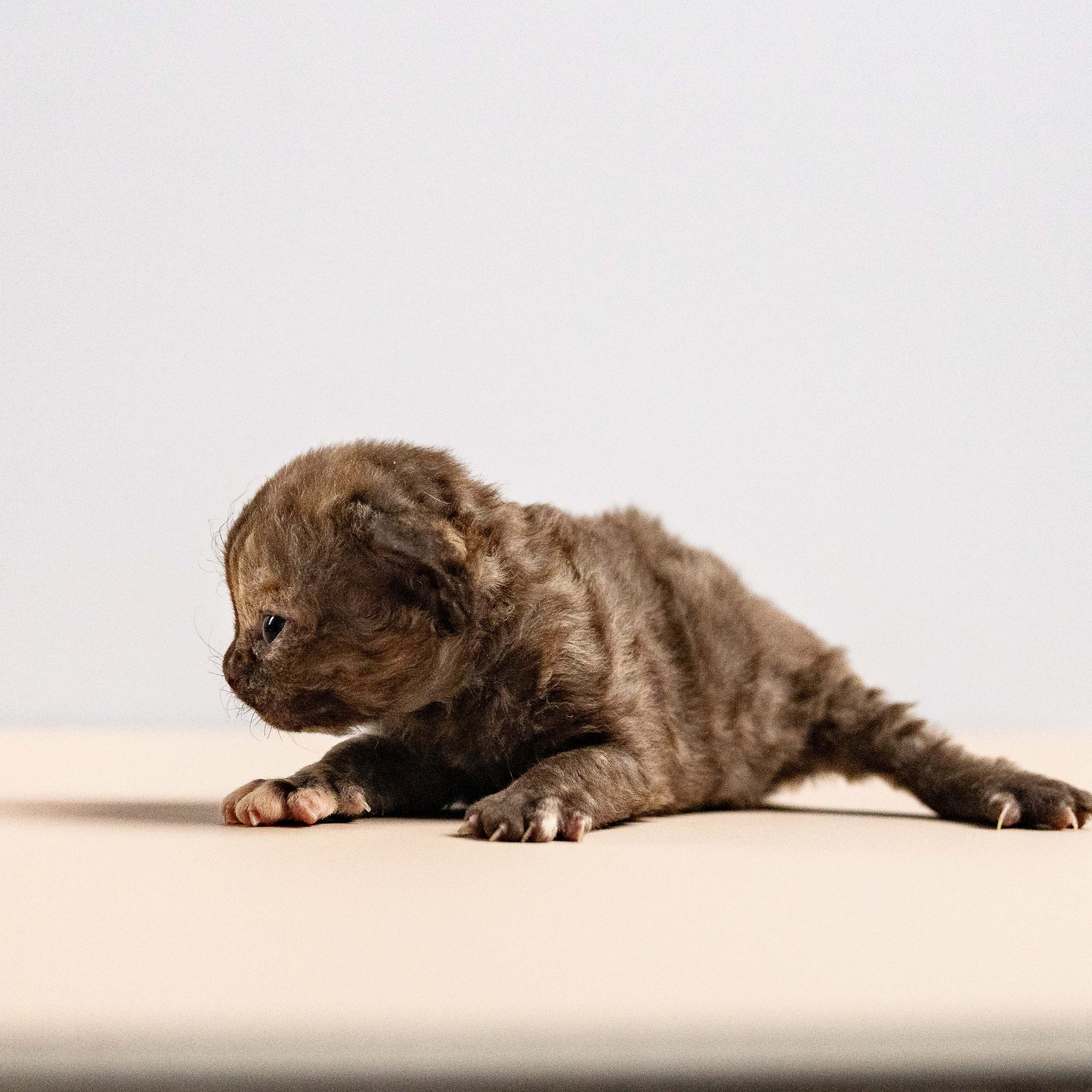 Mocha, girl, born 01.15.26. Devon Rex Pixie Cattery