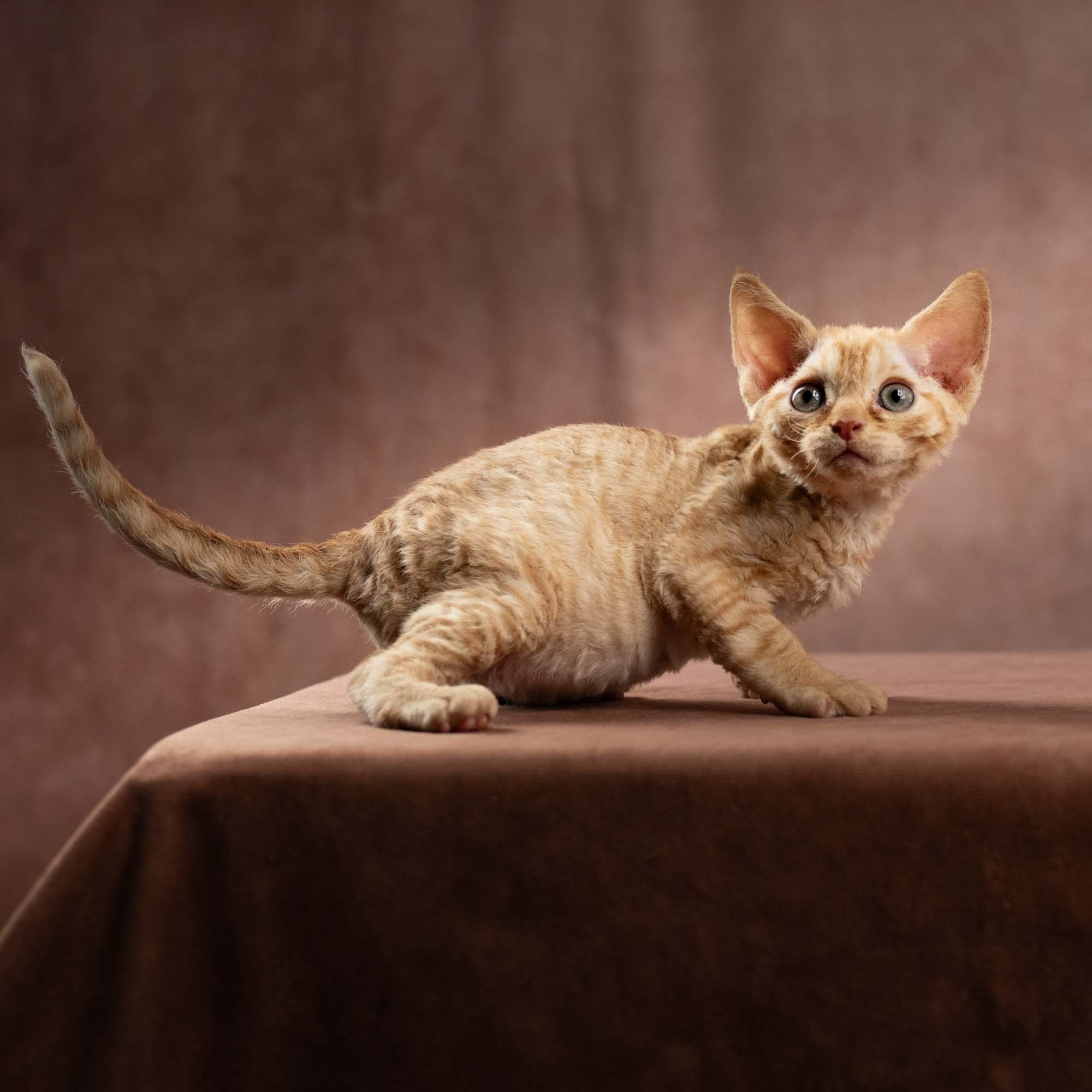 Dorito, boy, born on 06.06.24 SOLD. Devon Rex Pixie Cattery
