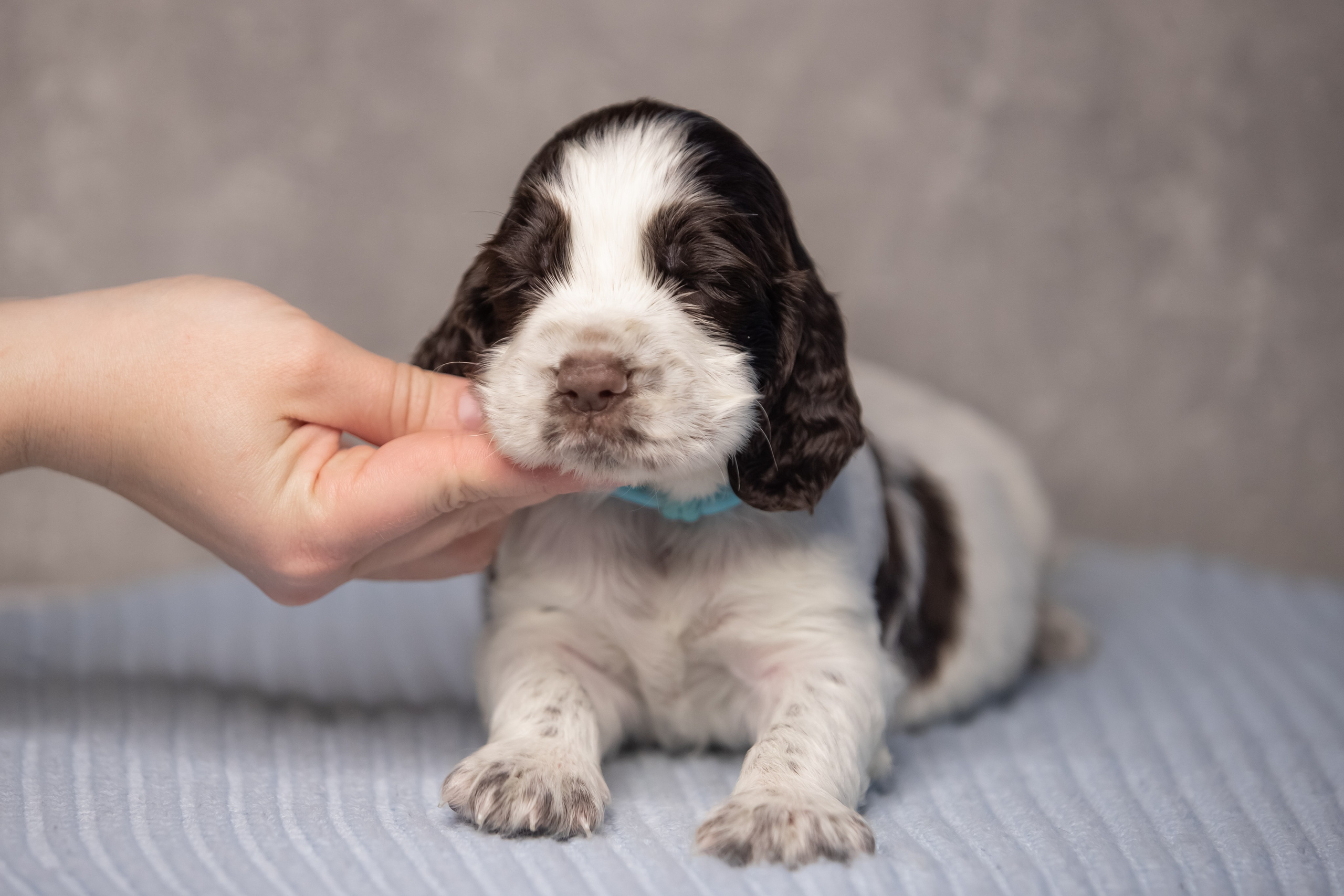 Male — Blue collar 💙. Website of the titled stud dog of the Springer Spaniel breed