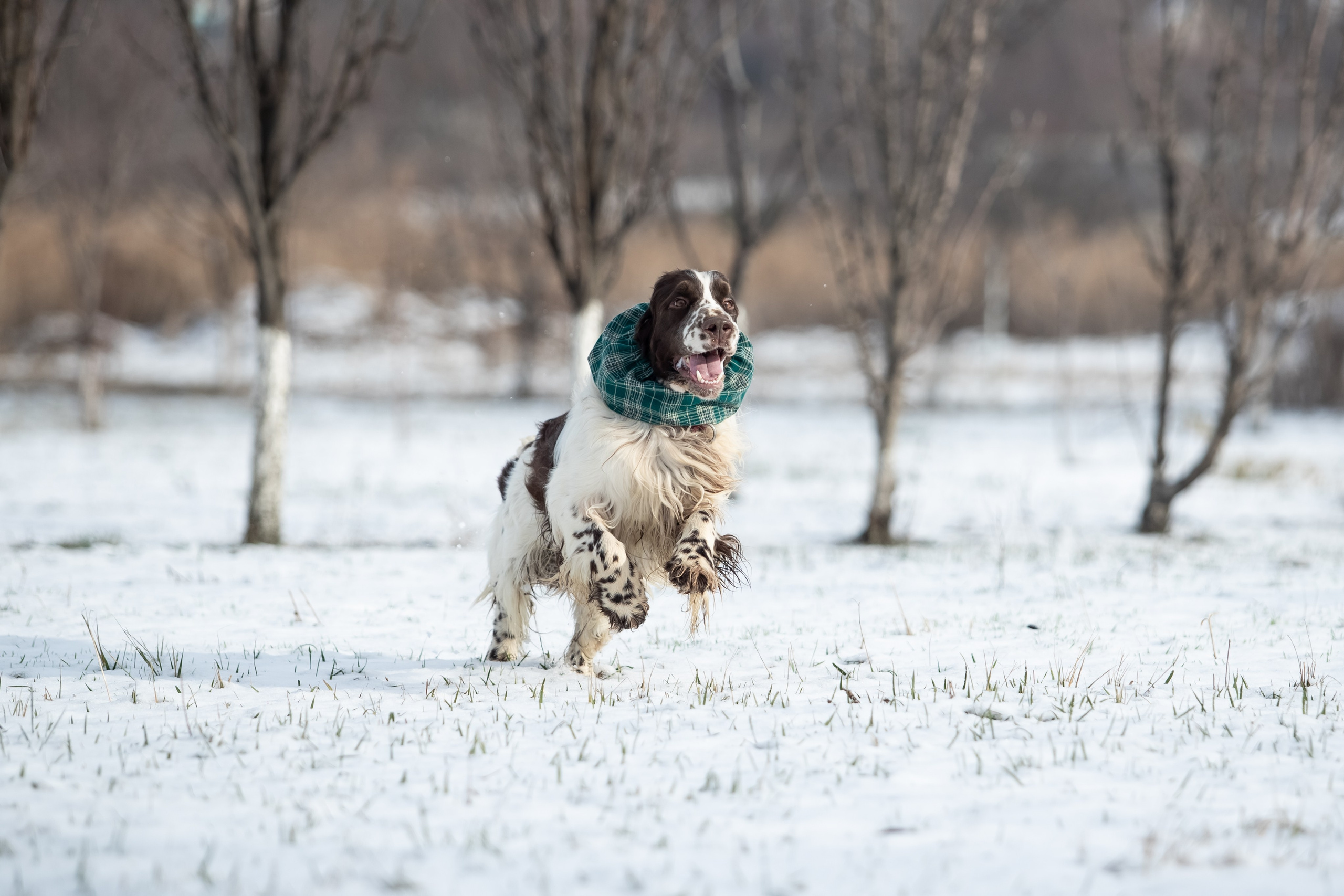 English Springer Spaniel male show dog international bloodlines