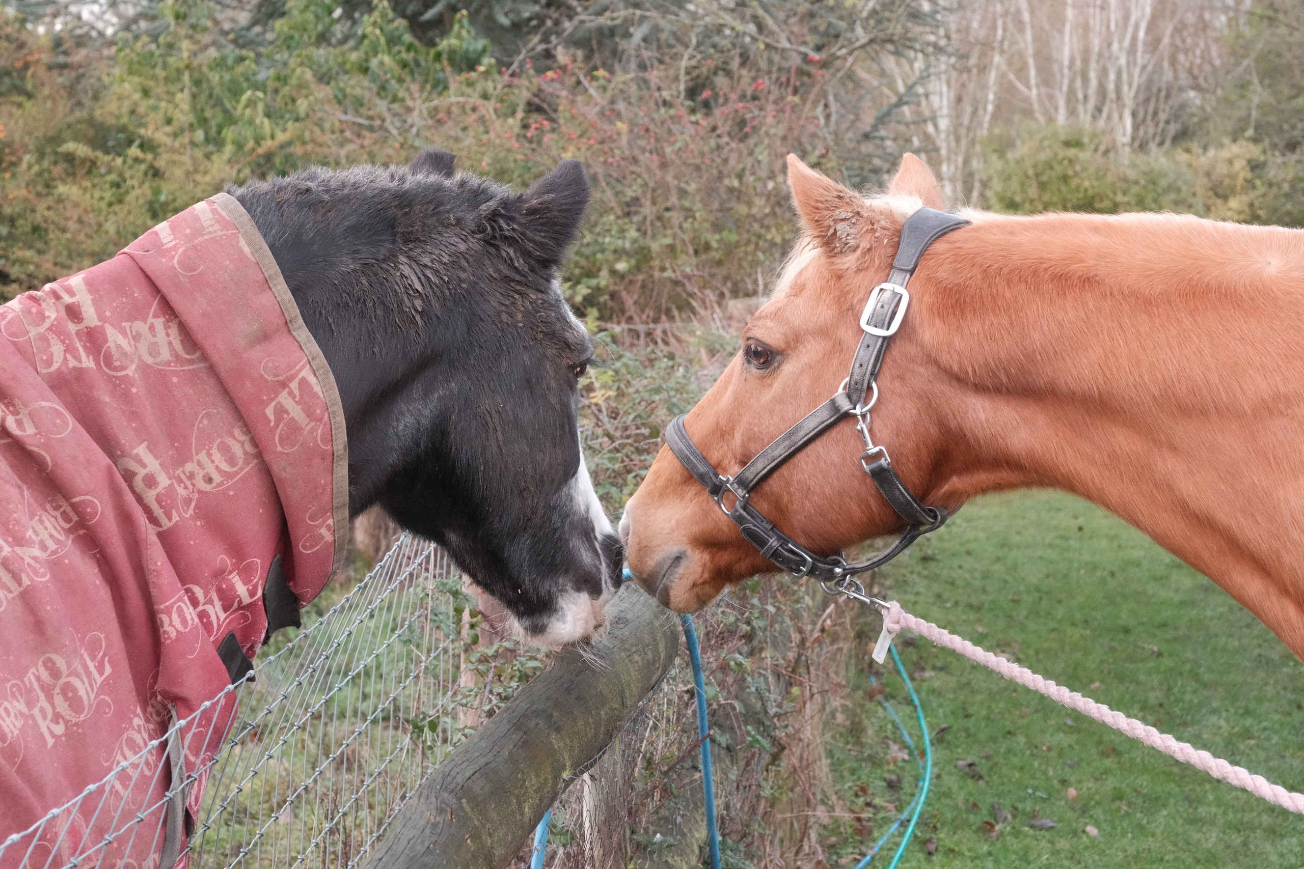 Portrait photography with Fudge the horse. Cal Takes Photos